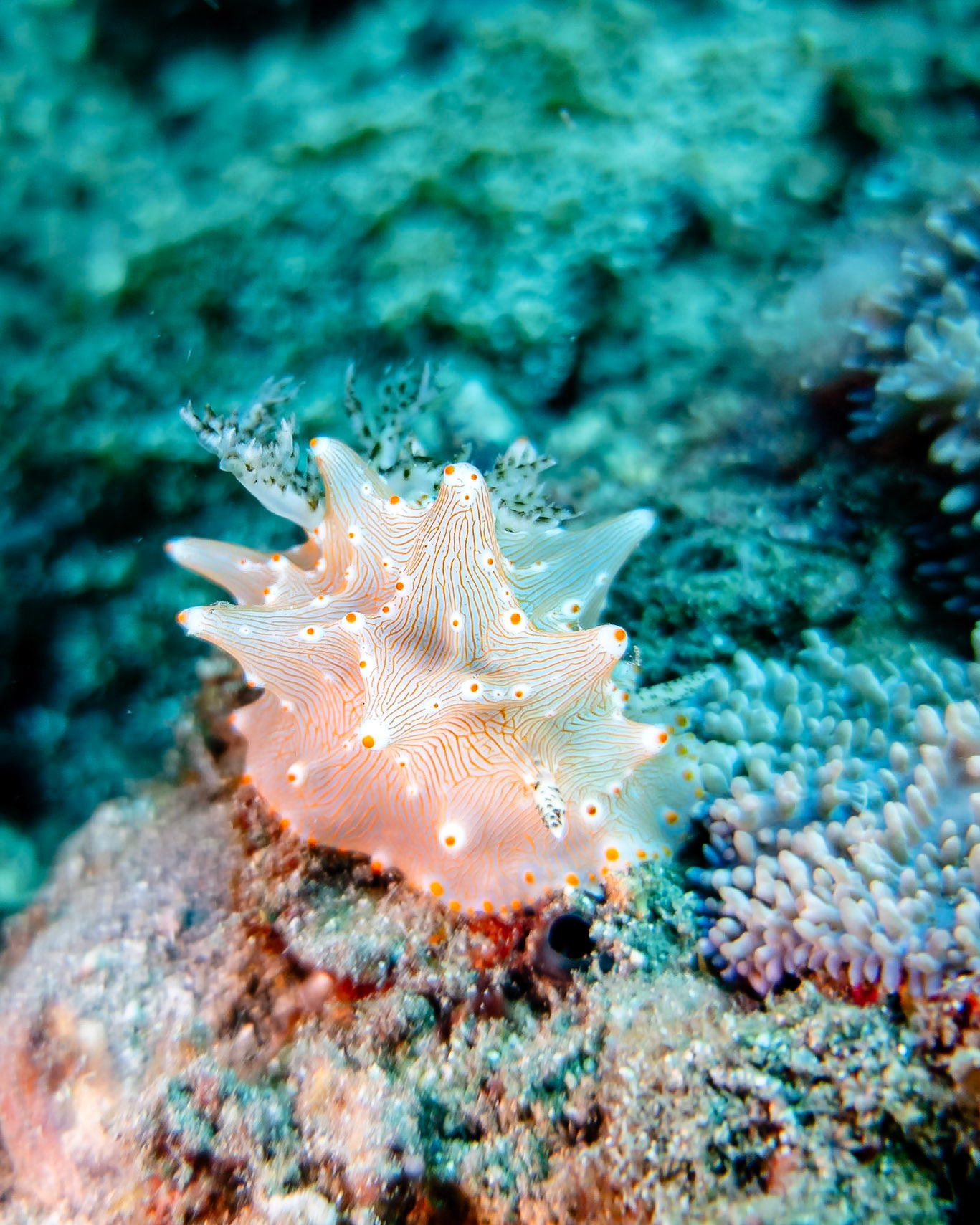 Halgerda batangas nudibranch, Indonesia