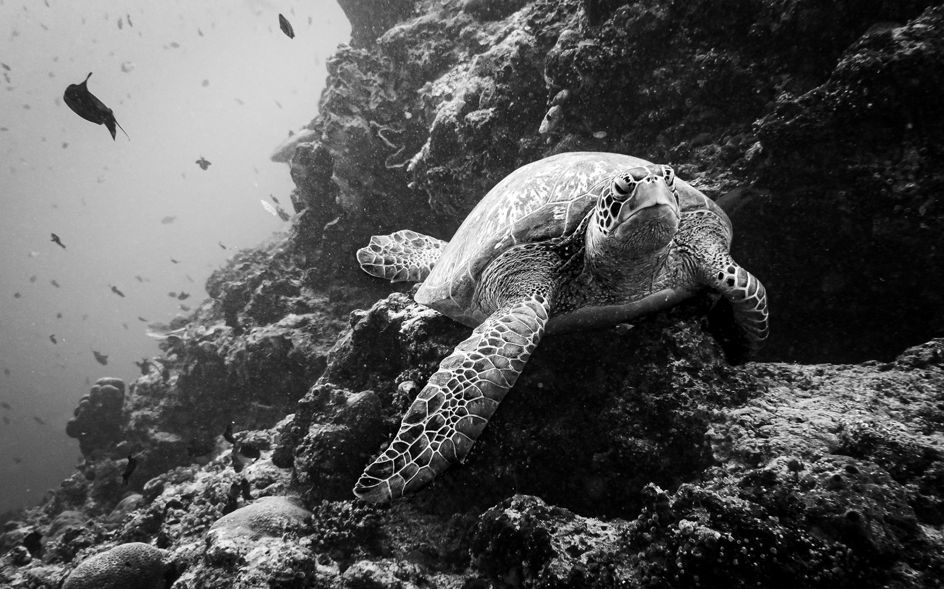 green sea turtle, Indonesia