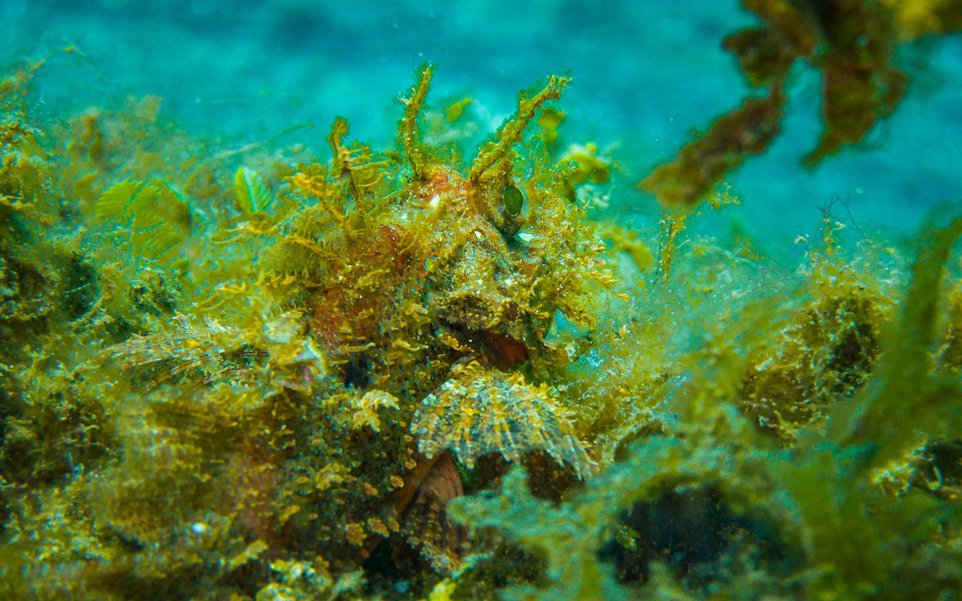 weedy scorpionfish, Indonesia