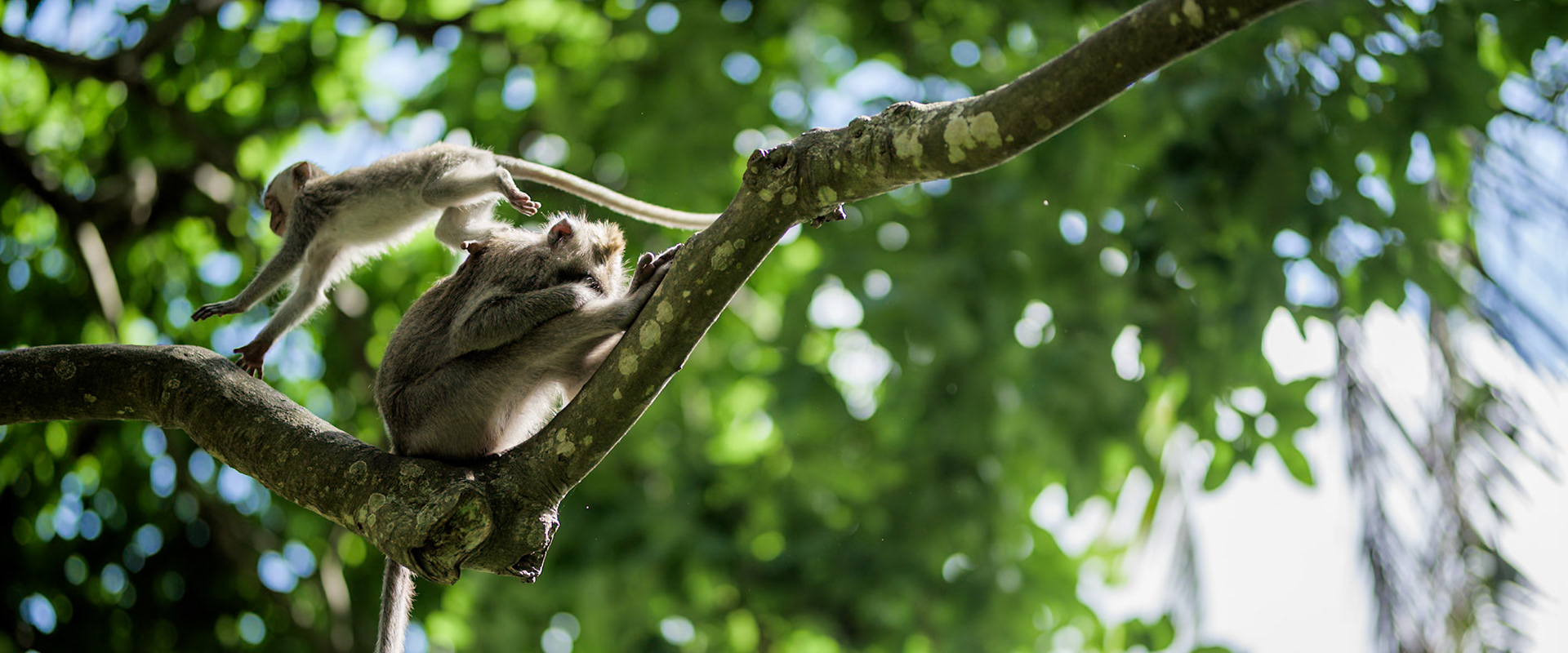Long-tailed macaque monkeys roam free in Bali, Indonesia
