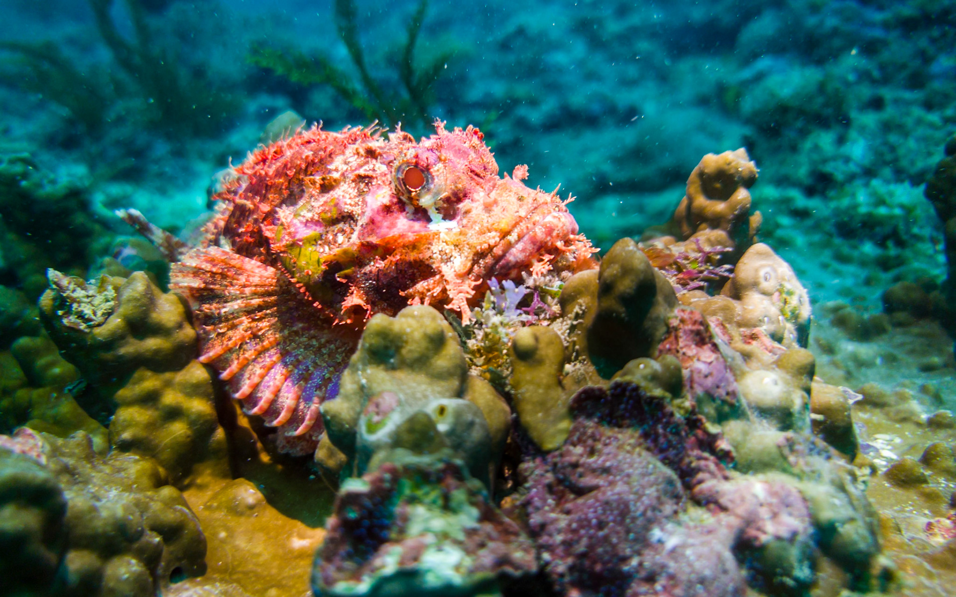 Frogfish, Kenya