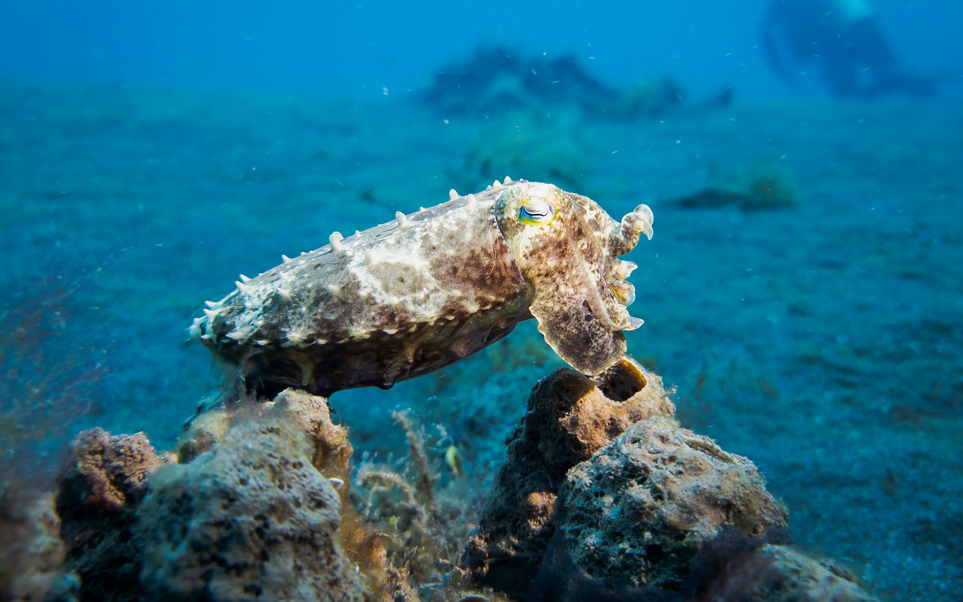 broadclub cuttlefish, Indonesia