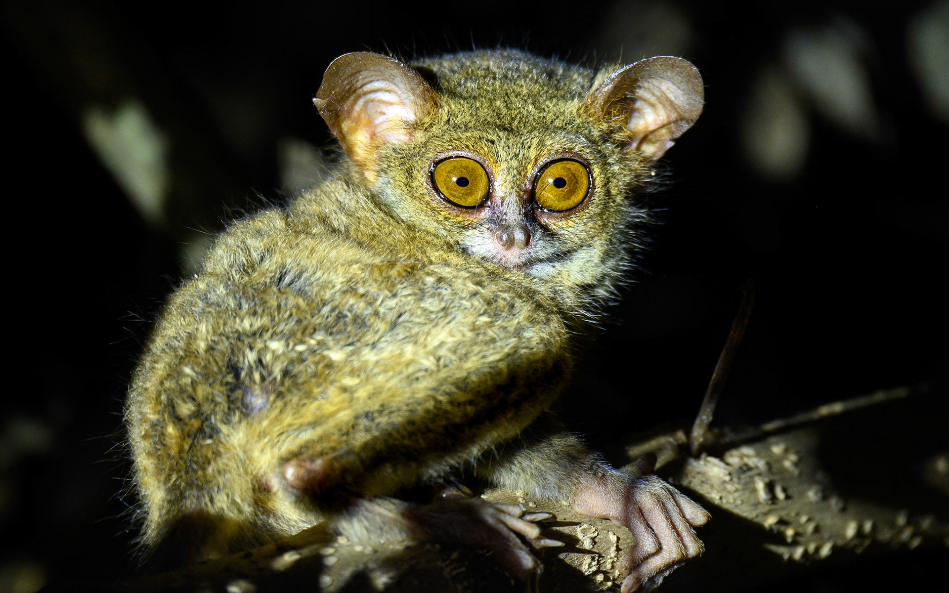Spectral tarsier, Indonesia