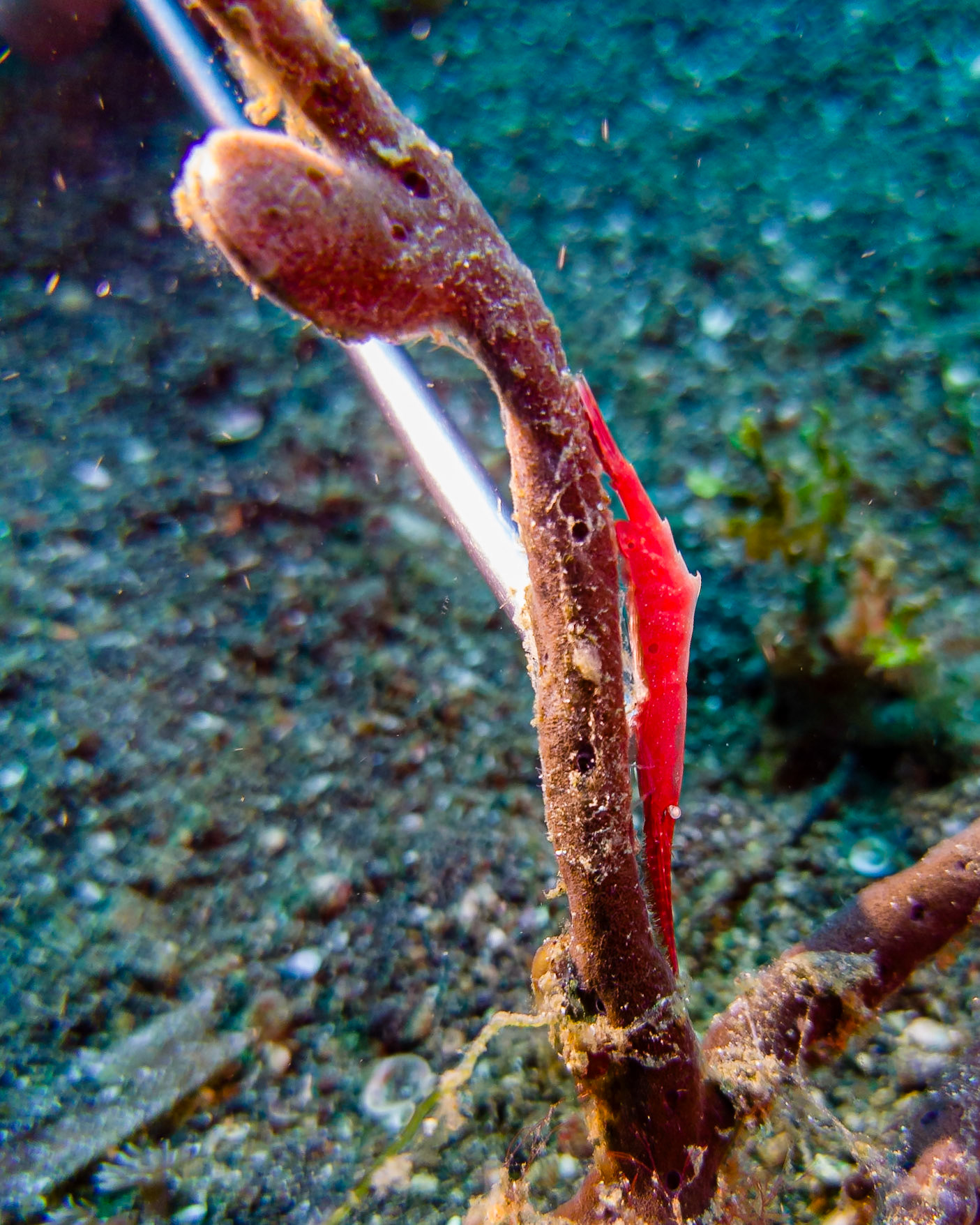 ocellated tozeuma shrimp, Indonesia