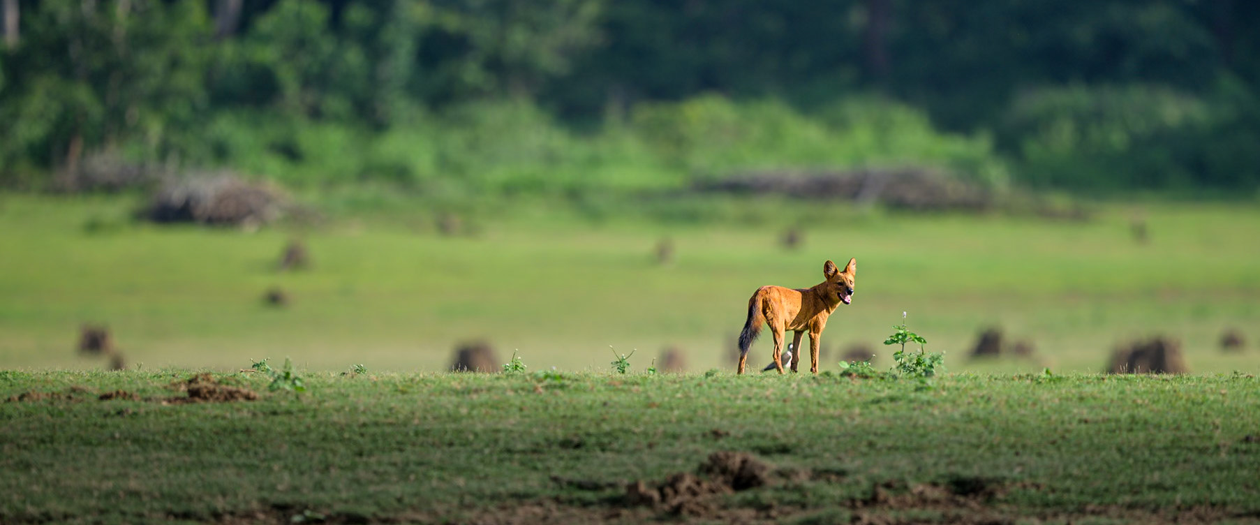 Dhole wild dog on the hunt, India