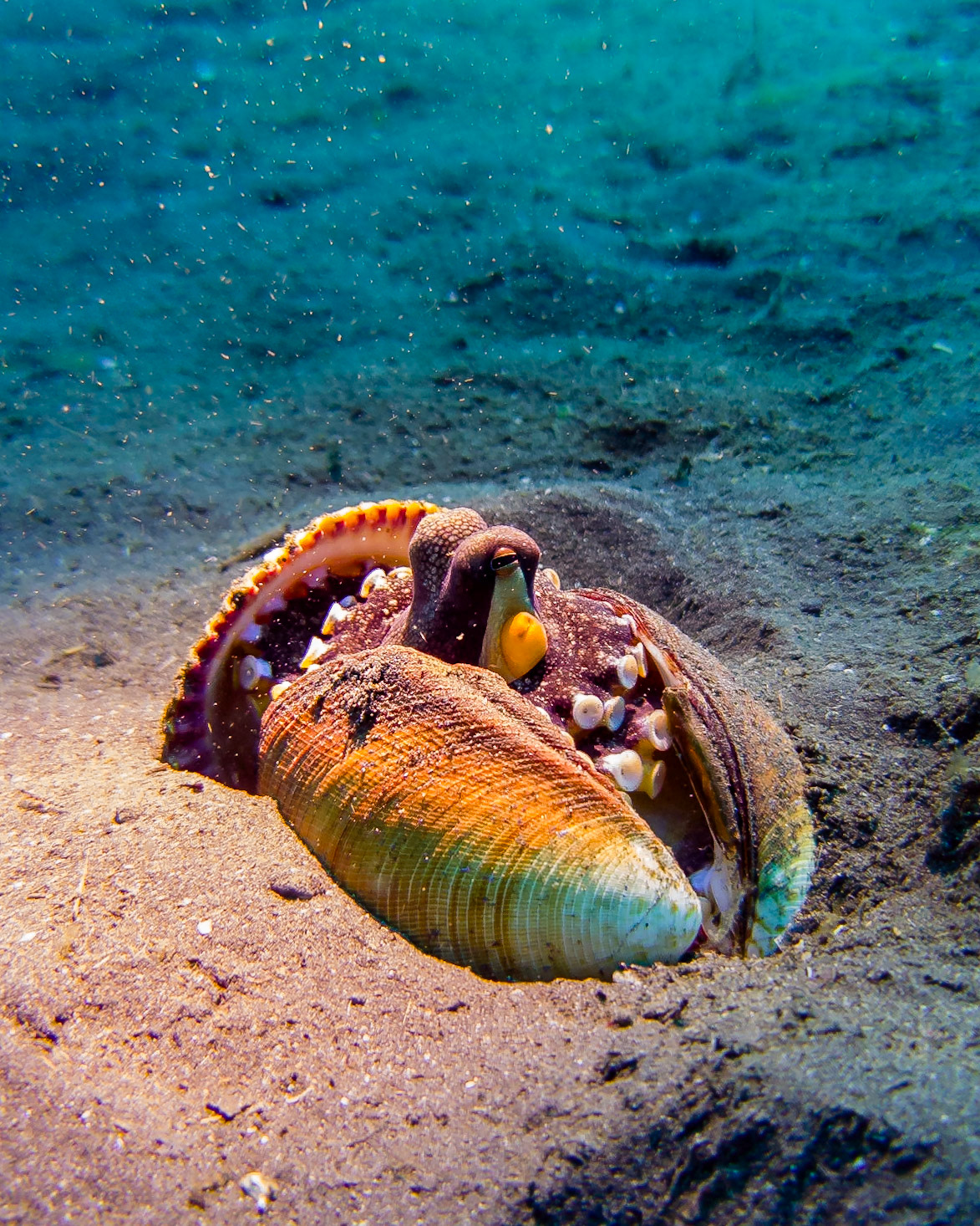 coconut octopus, Indonesia