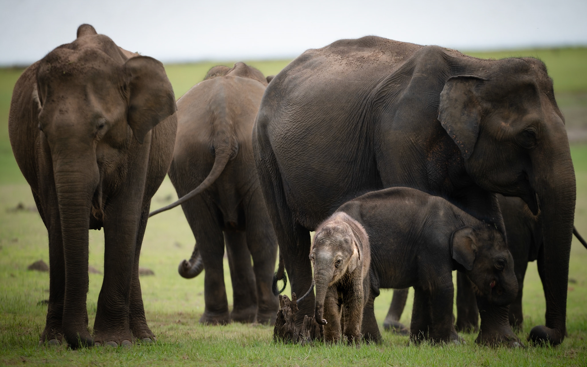 Elephant calf in the herd, India