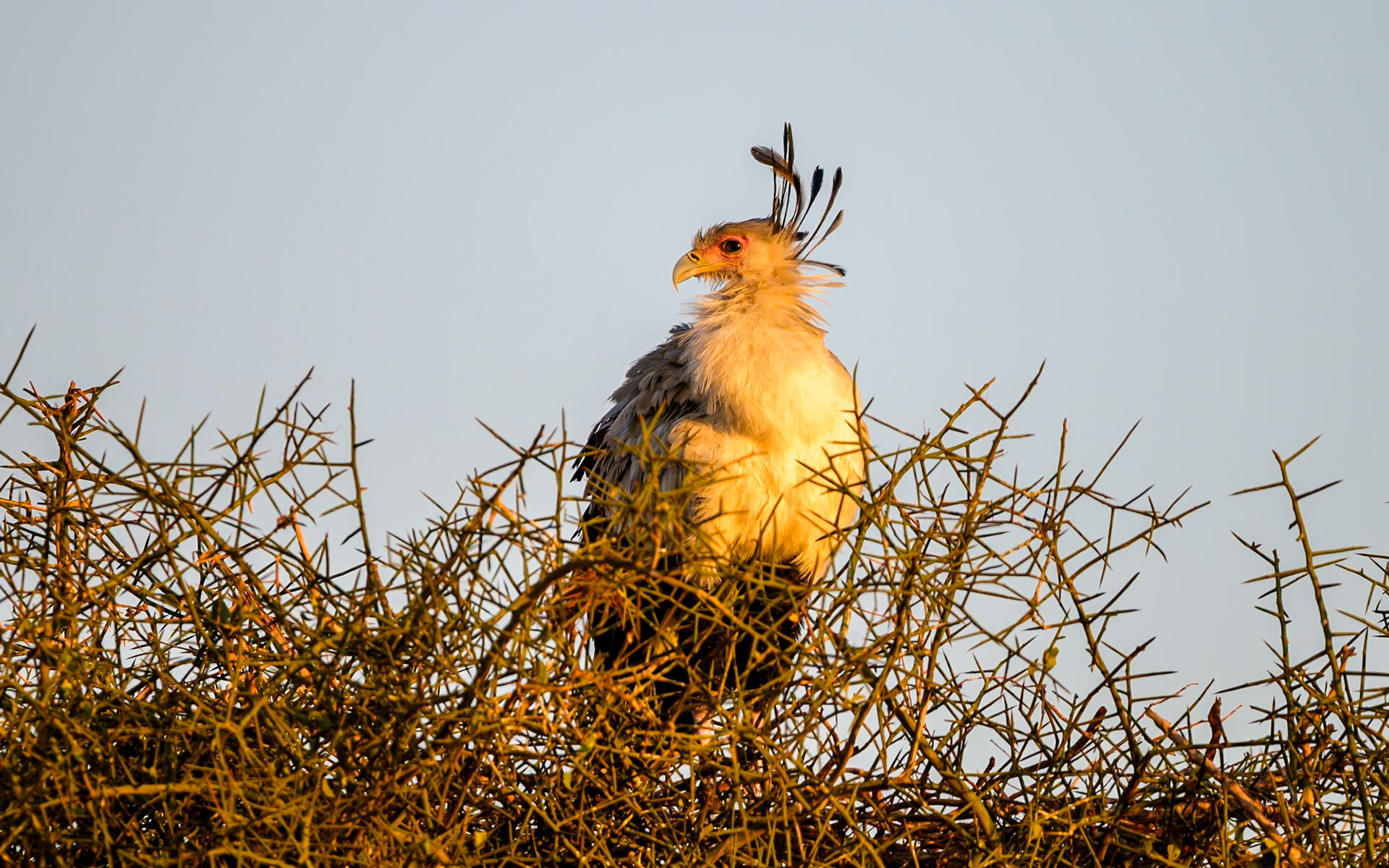 Secretarybird, Kenya