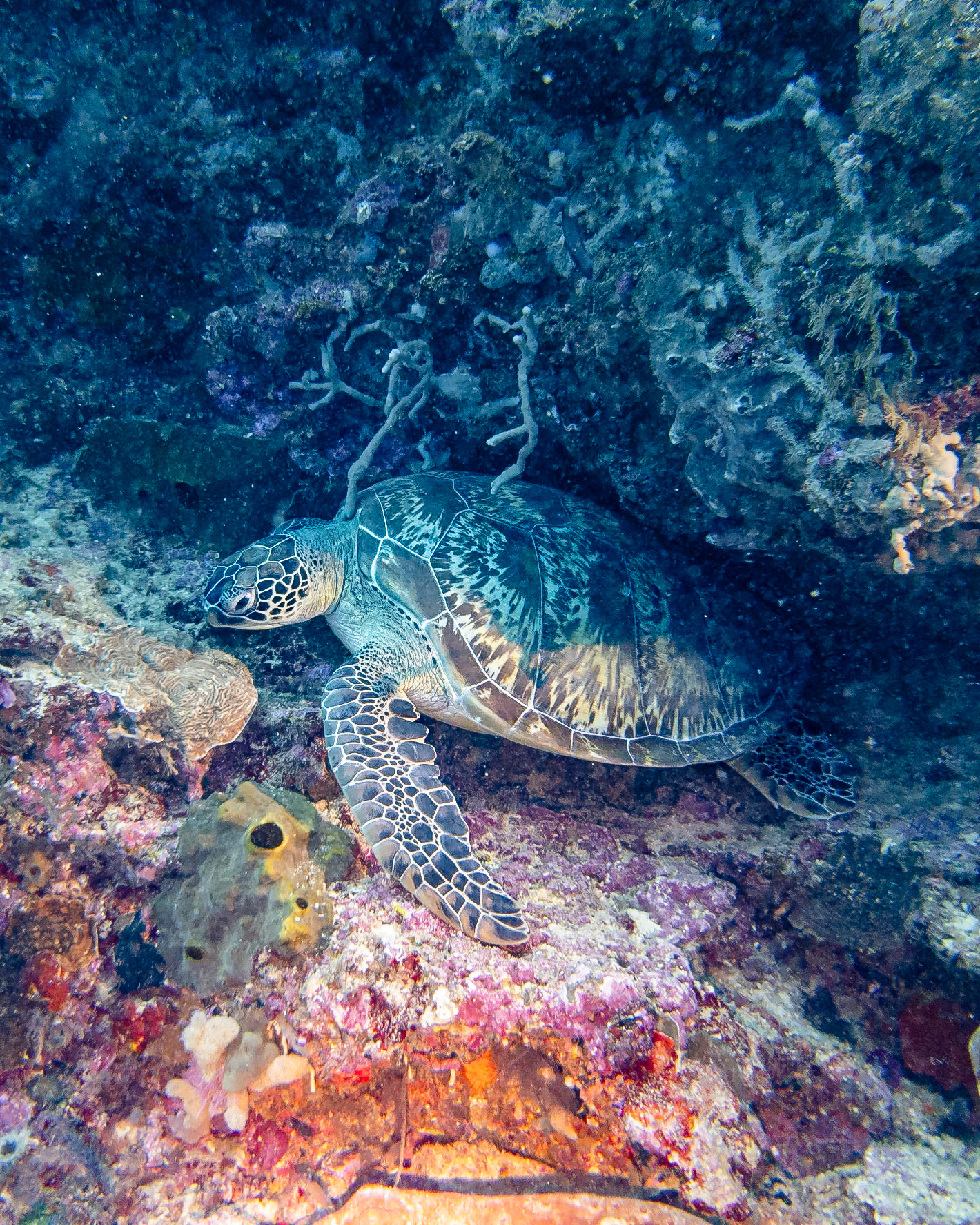 green sea turtle, Indonesia