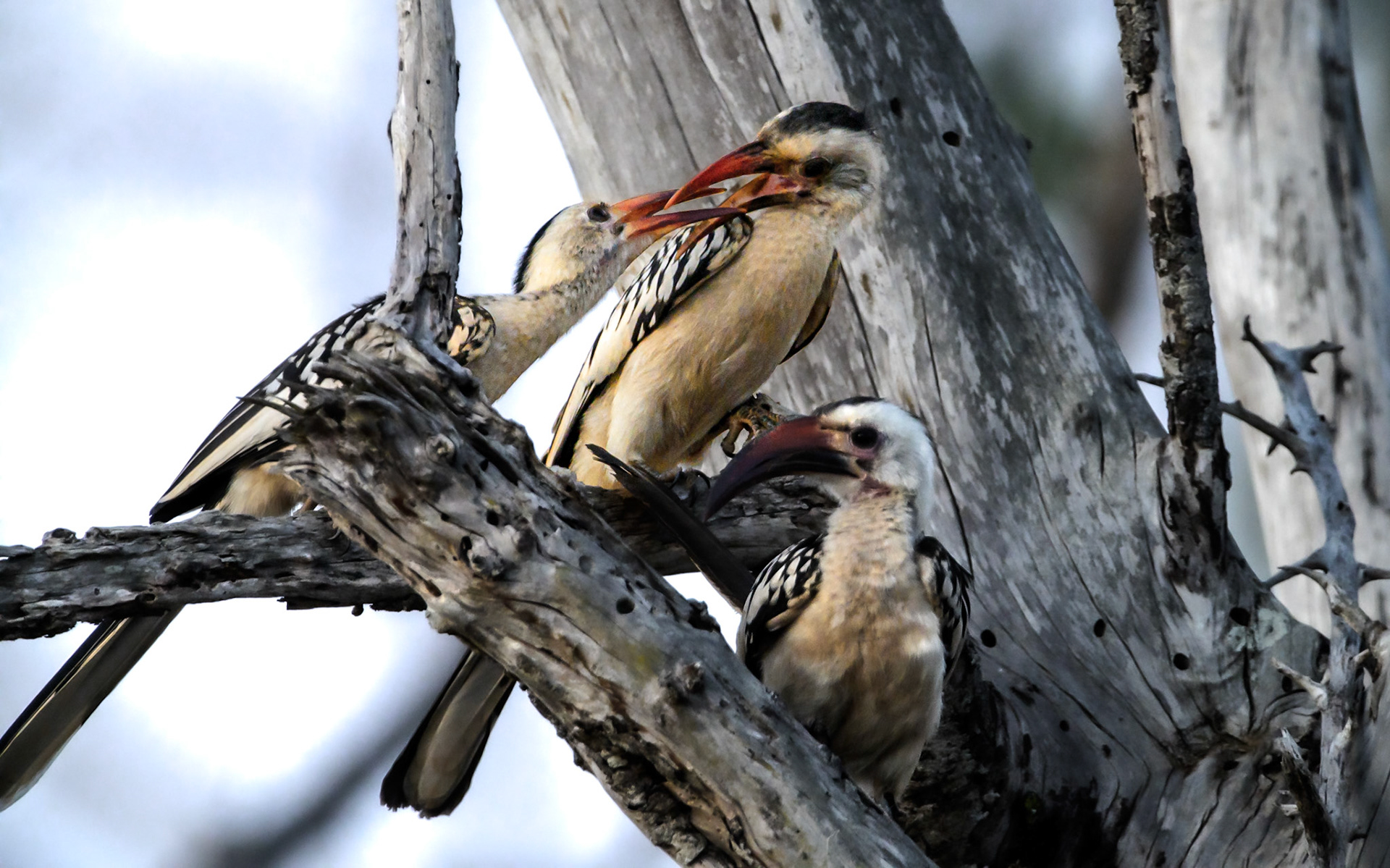 Northern Red-Billed Hornbill courting, Kenya