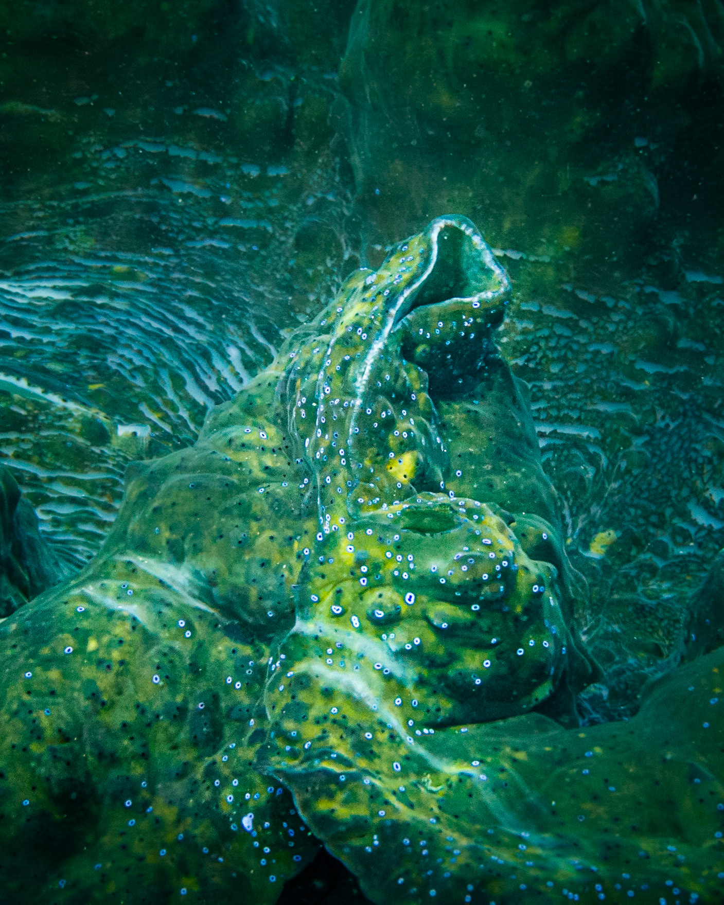 Giant clam, Indonesia