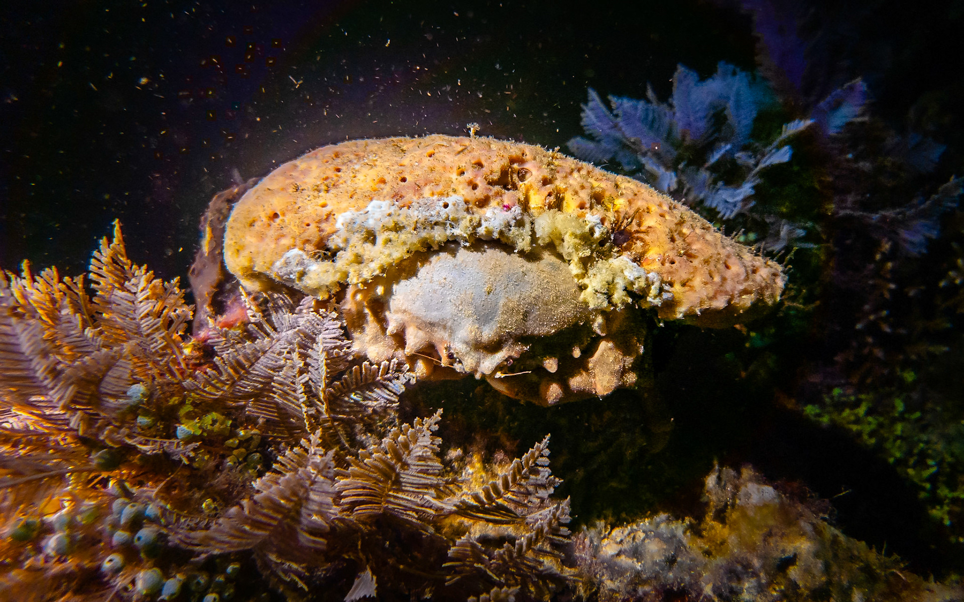 Sponge crab, Indonesia