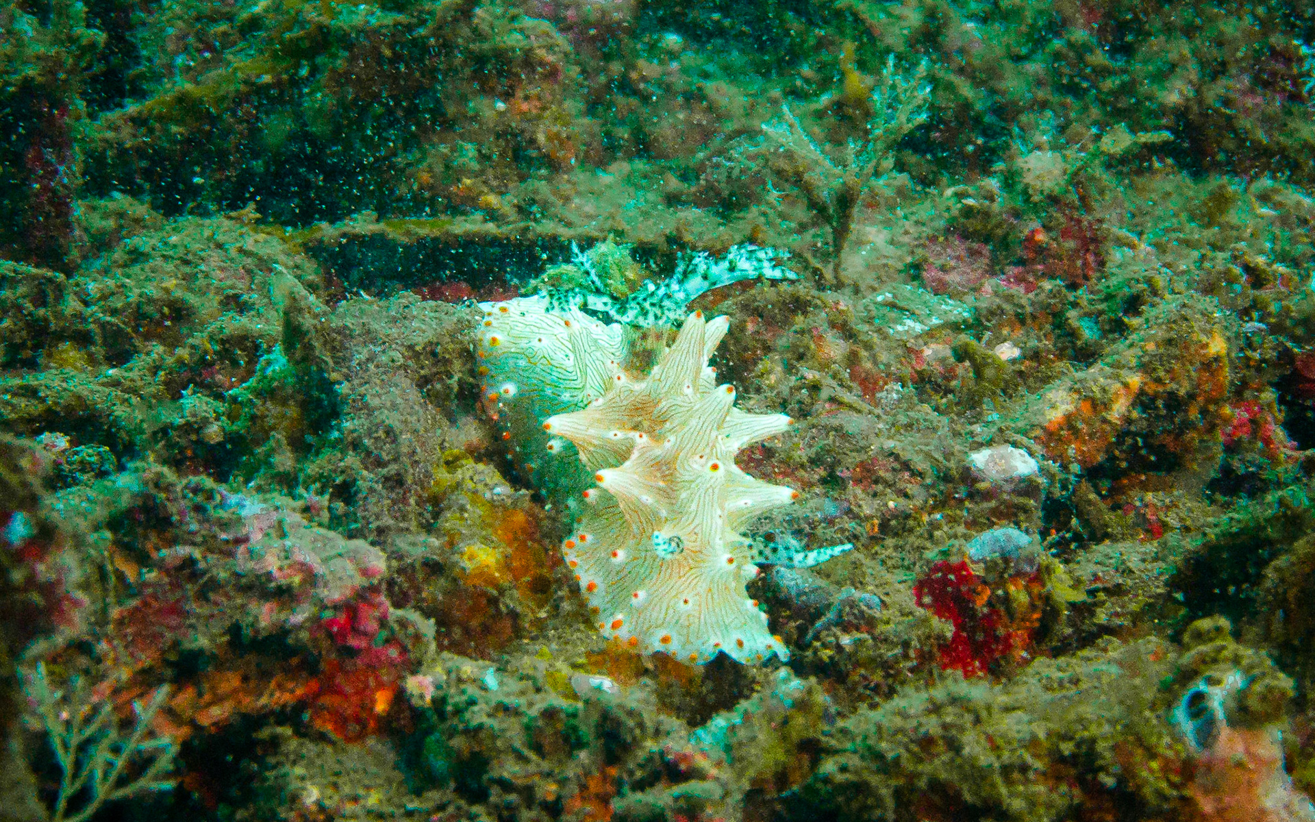 Halgerda batangas nudibranch, Indonesia