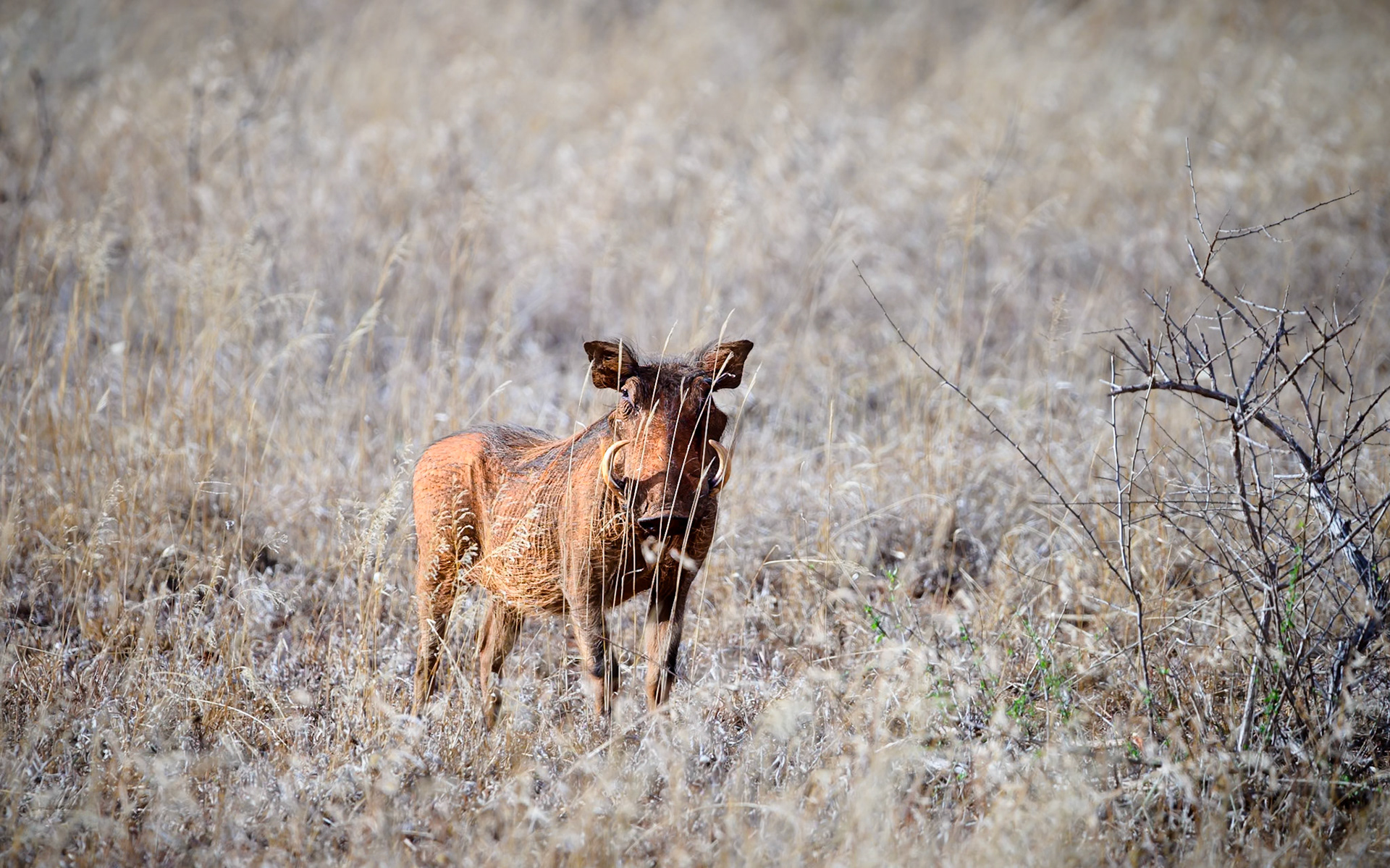 Common Warthog, Kenya