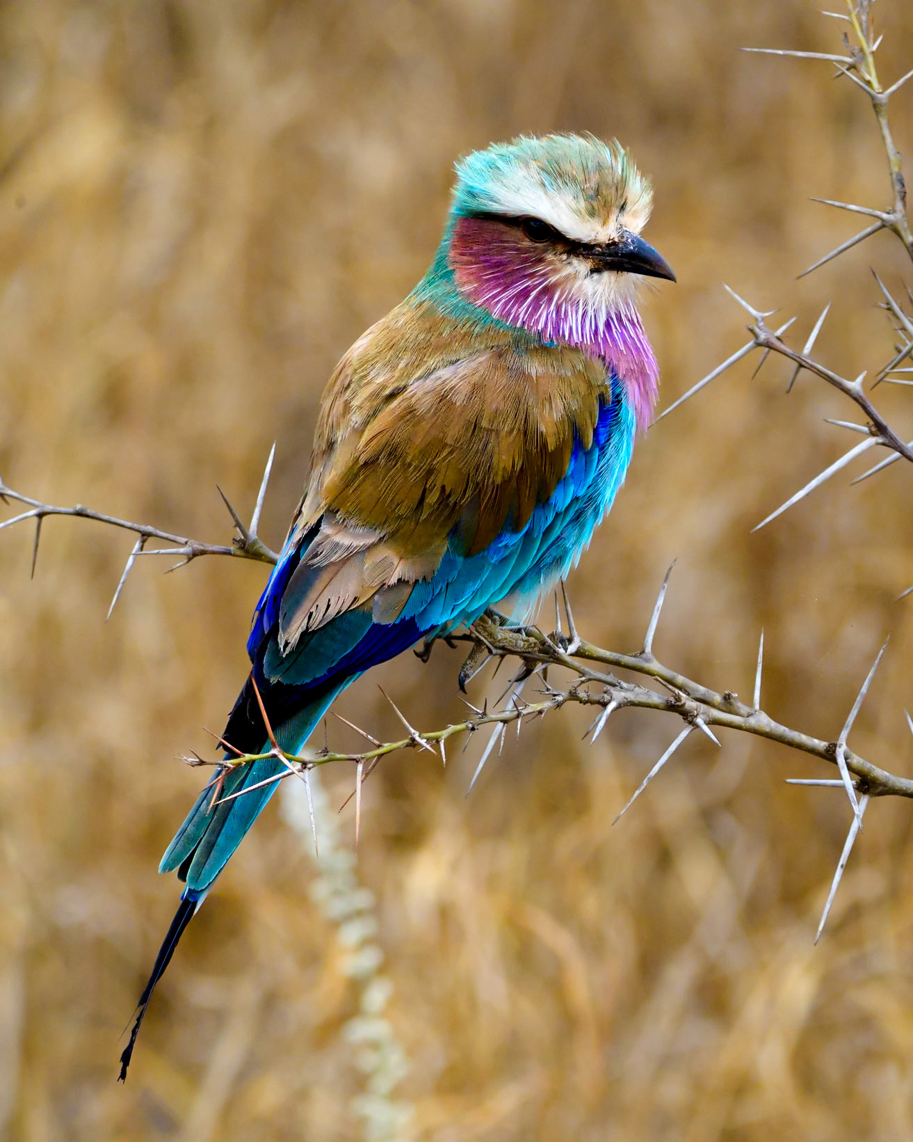 Lilac-breasted roller, Kenya's national bird