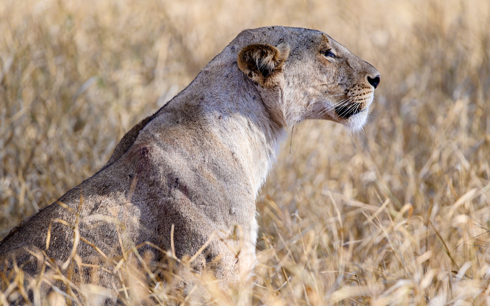 Black-maned lioness, Kenya