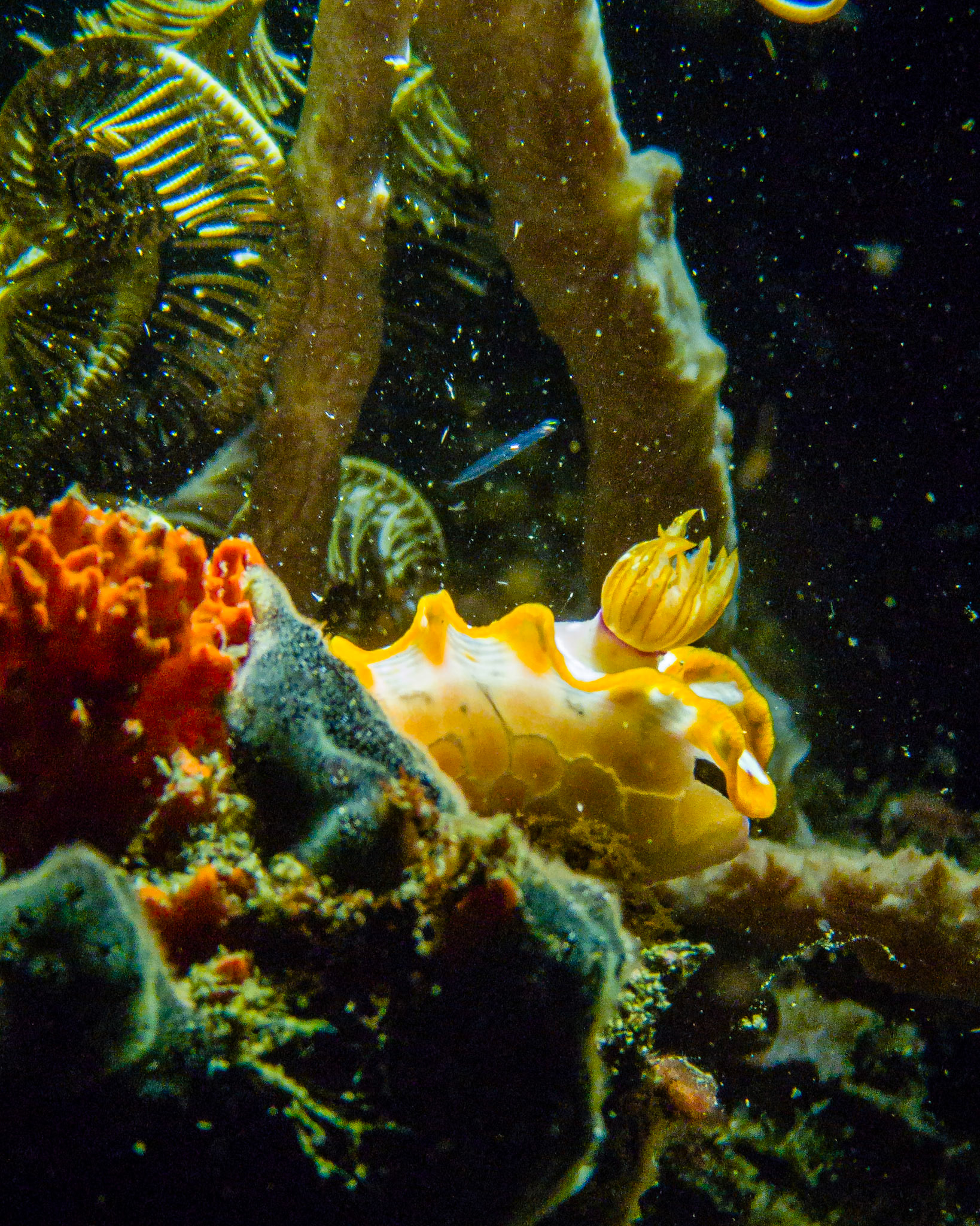 glossodoris nudibranch, Indonesia