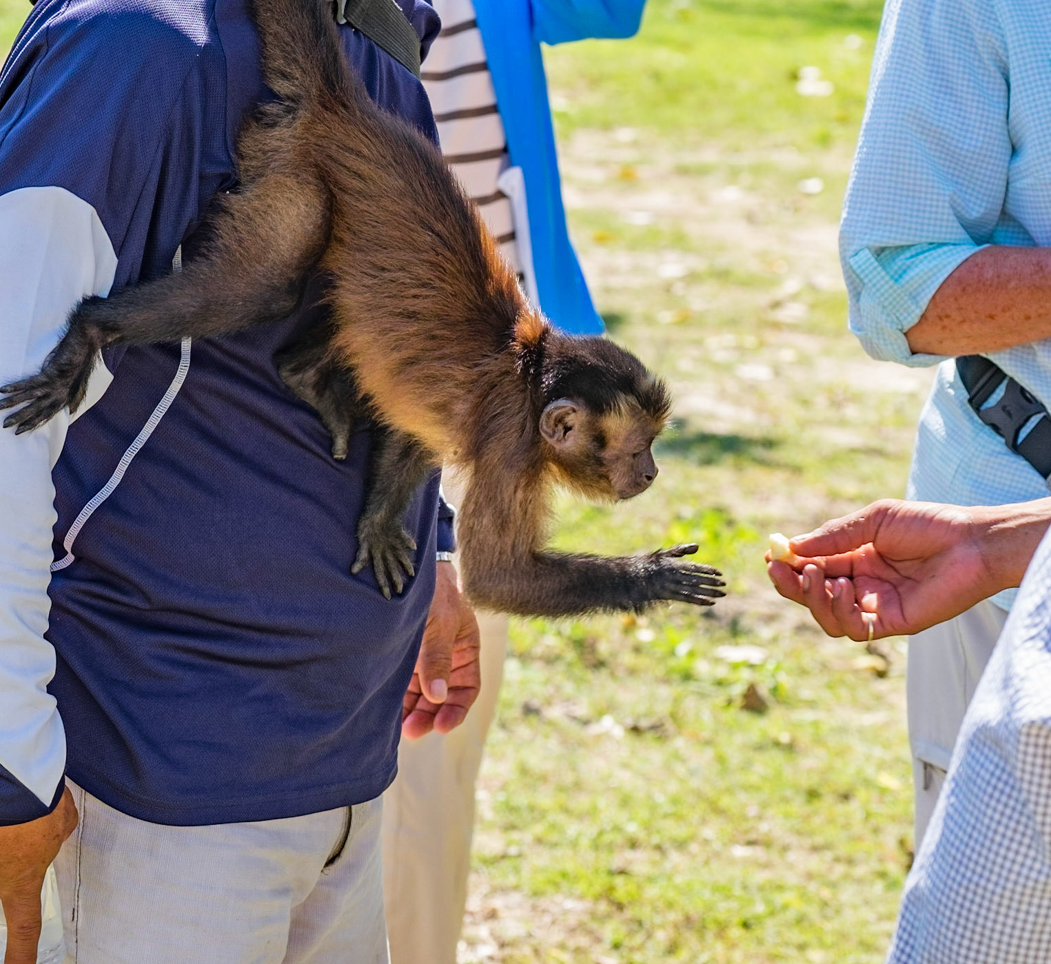 Monkey Island on the Amazon River near Iquitos, Peru - Sep 2015