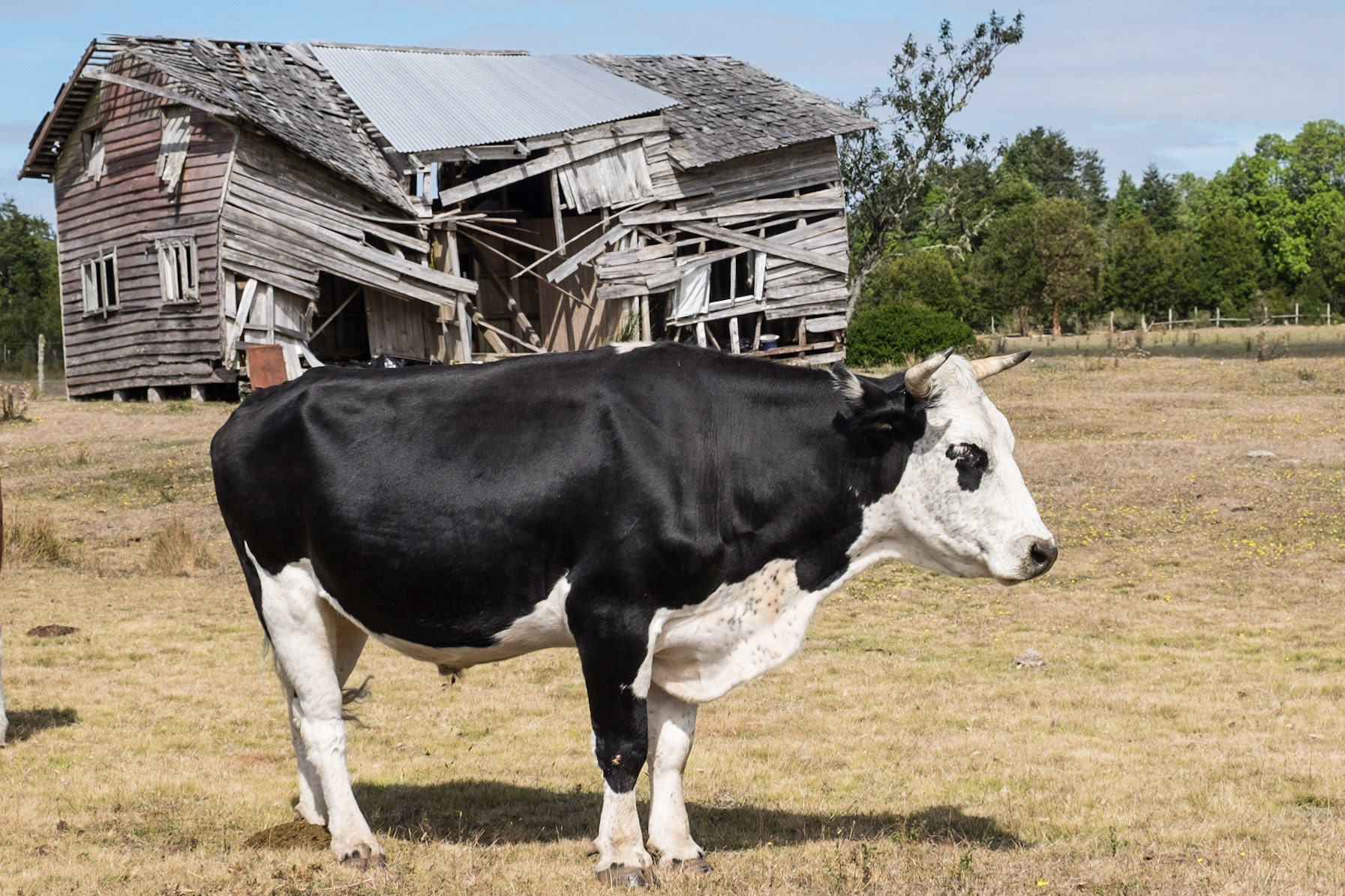 family farm outside Bariloche, Argintina - Mar 2016