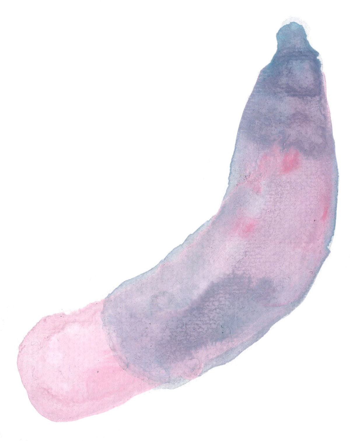 Condom
