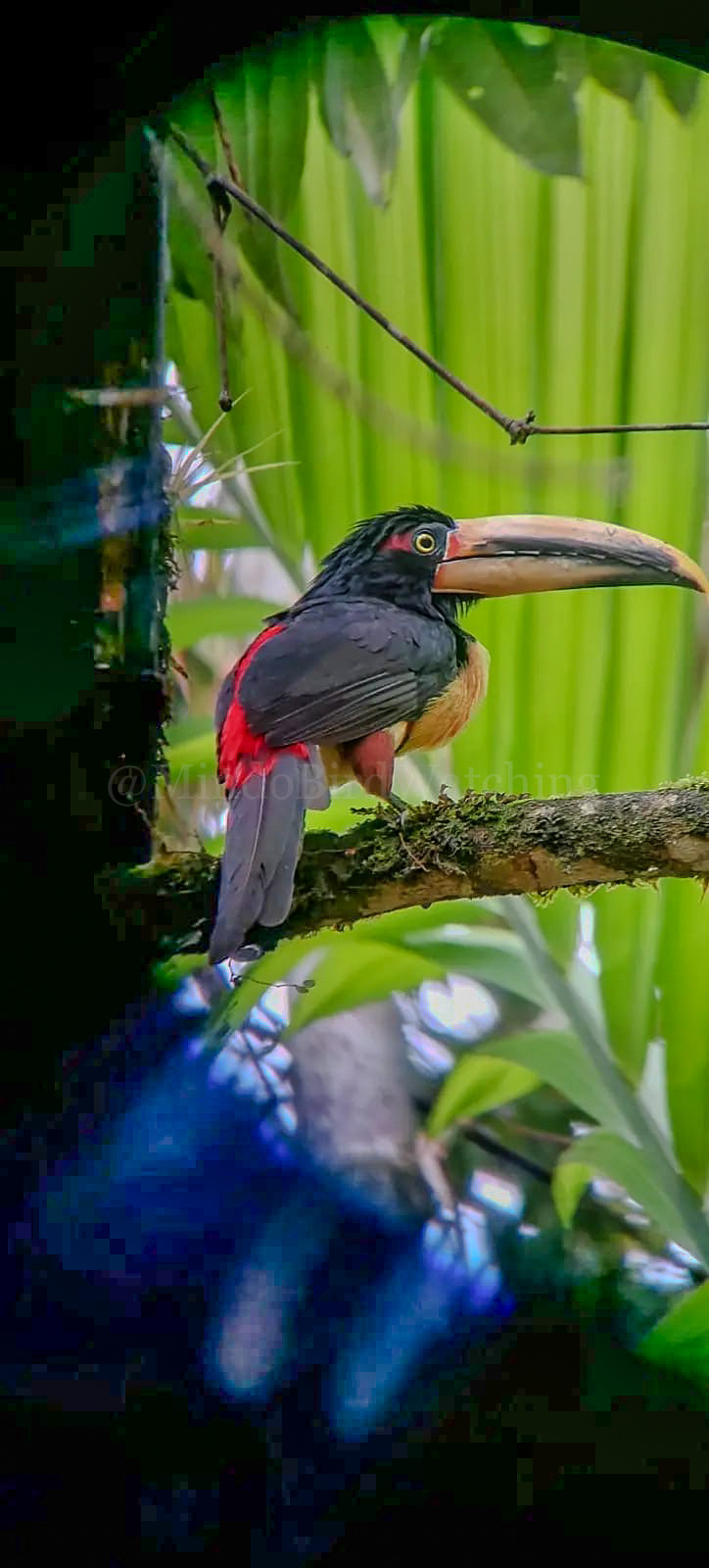 Toucan