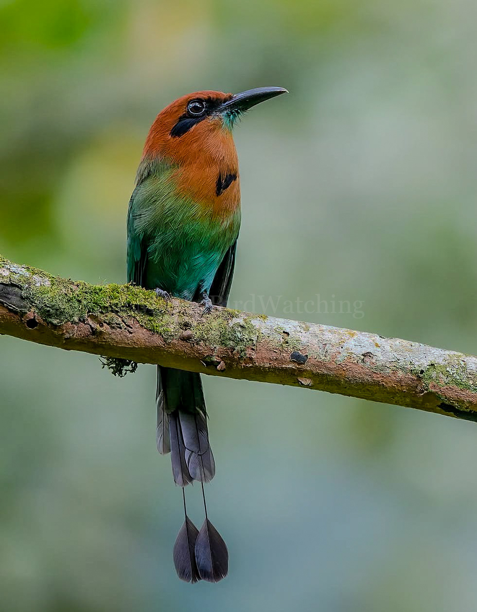 Broad-Billed Motmot: The broad-billed motmot is a fairly common Central and South American bird of the Momotidae family.