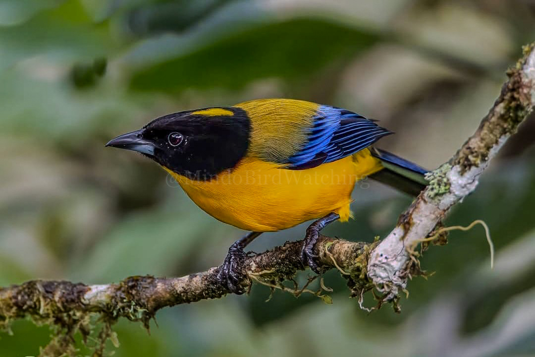Black-chinned Mountain Tanager: The black-chinned mountain tanager is a species of bird in the family Thraupidae. It is found in Colombia and Ecuador. Its natural habitat is subtropical or tropical moist montane forests.