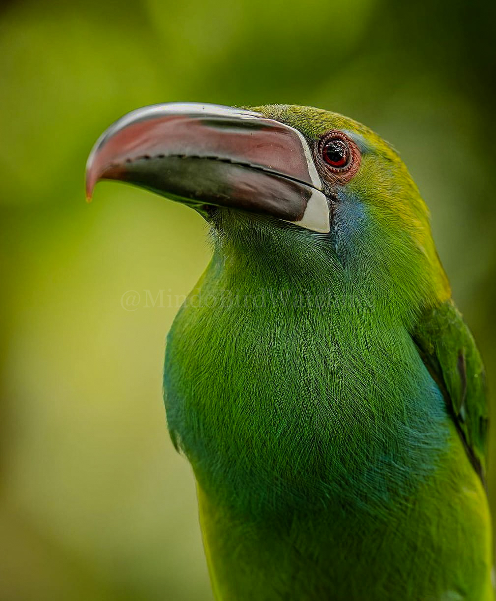 Crimson-rumped Toucanet: The crimson-rumped toucanet is a near-passerine bird in the toucan family Ramphastidae. It is found in Colombia, Ecuador, and Venezuela.