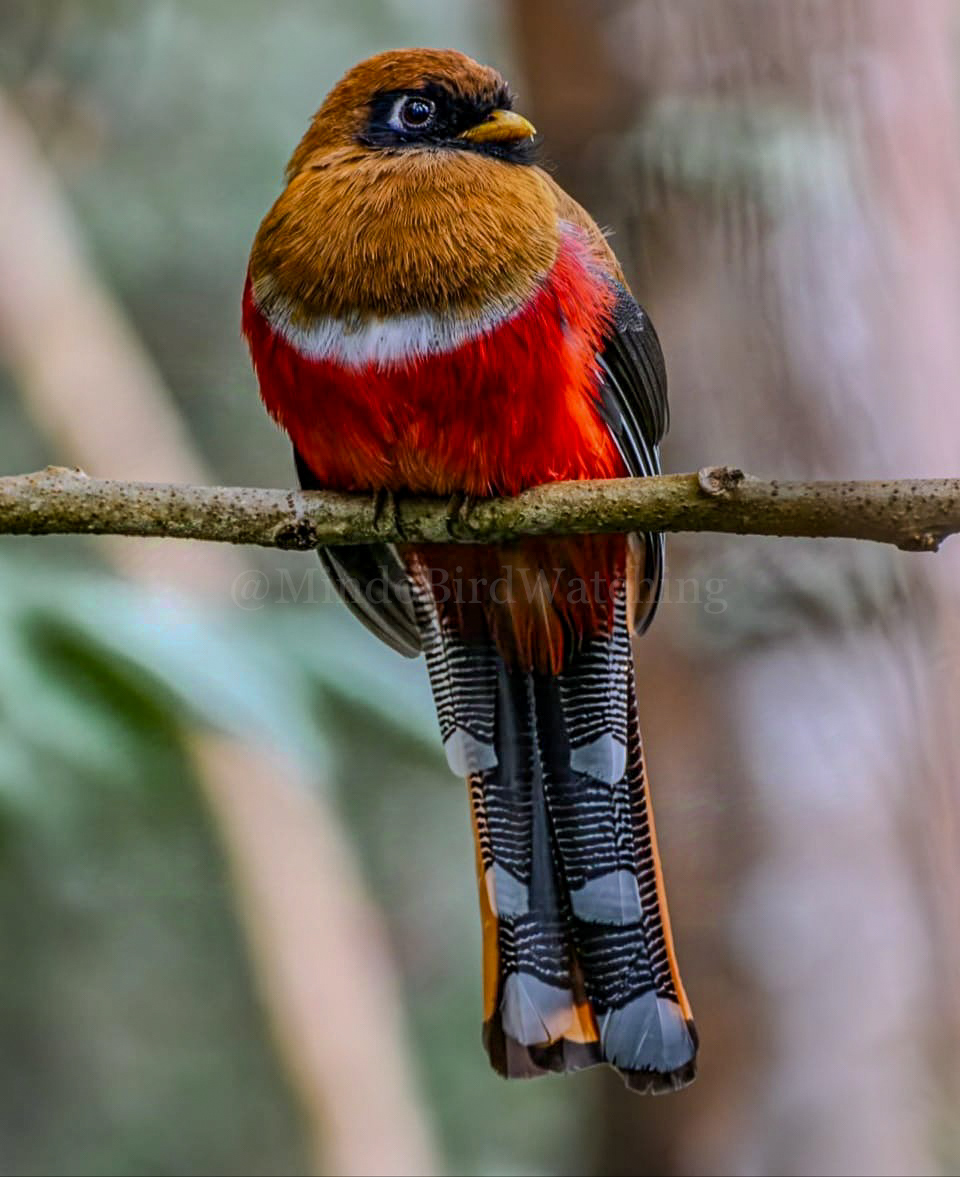 Masked Trogon