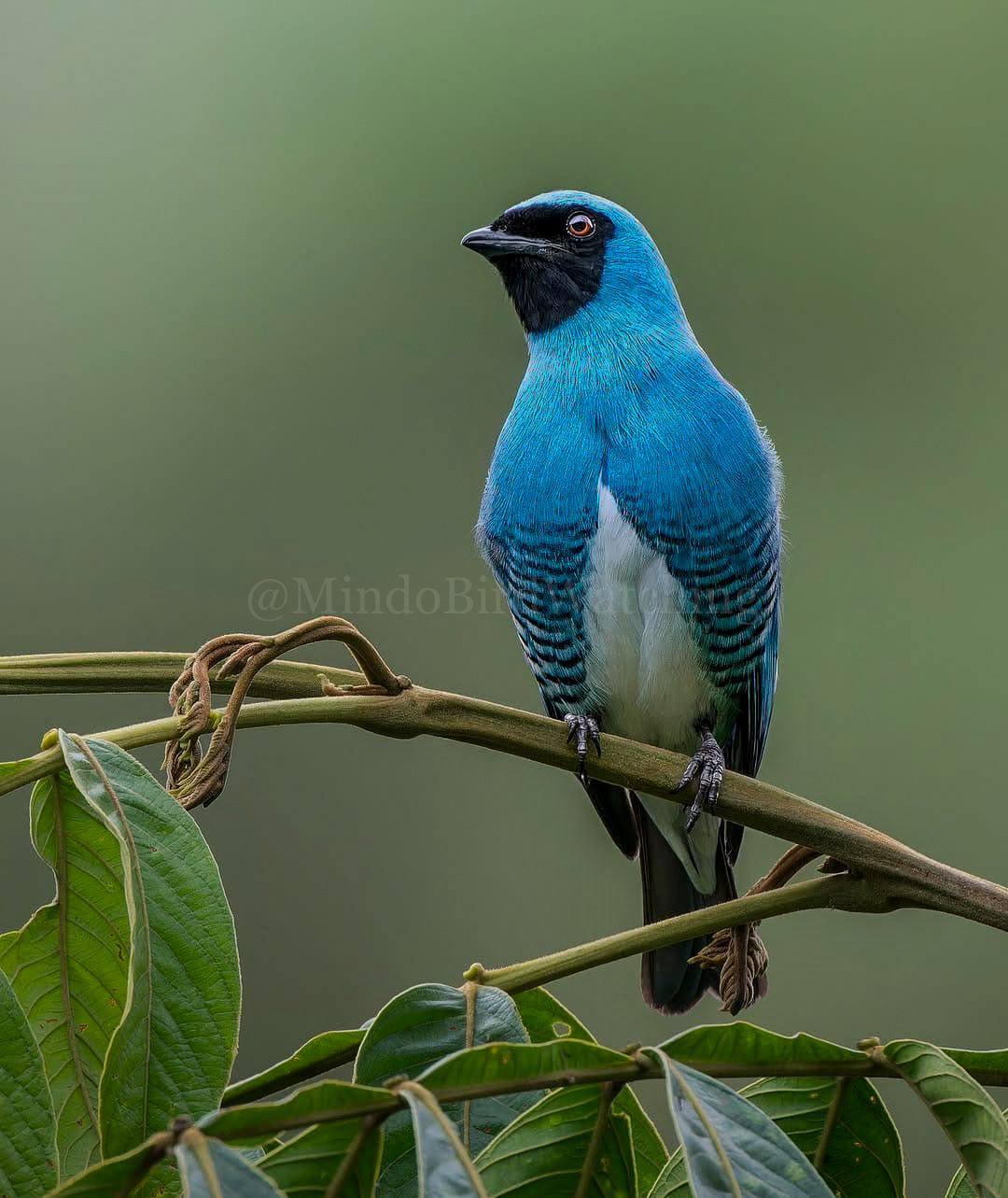 Swallow Tanager: The swallow tanager is a species of Neotropic bird in the tanager family Thraupidae. It is the only member of the genus Tersina.