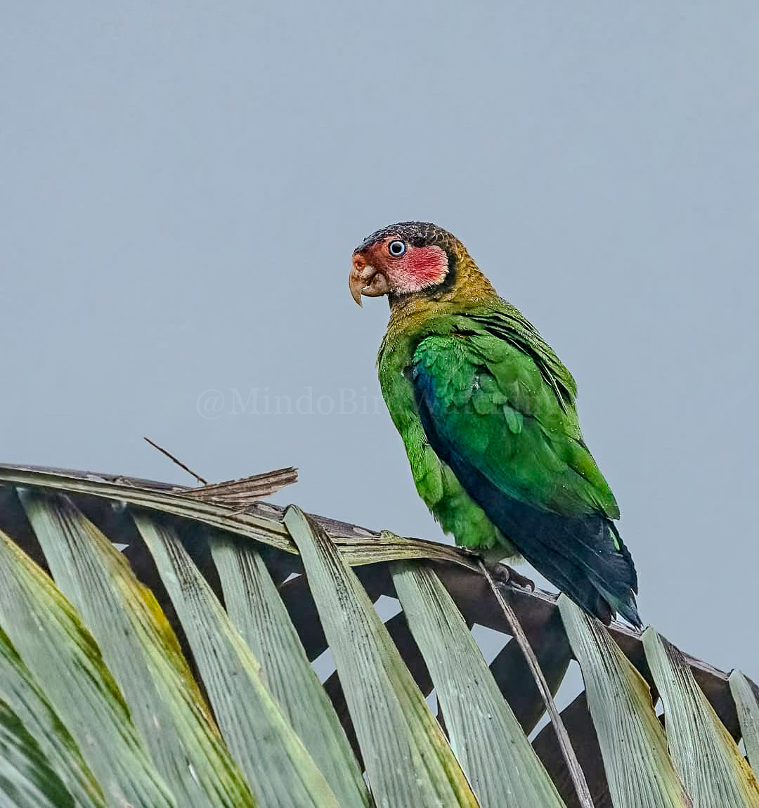 Fischer's Lovebird: Fischer’s lovebird is a small parrot species of the genus Agapornis. They were originally discovered in the late 19th century.