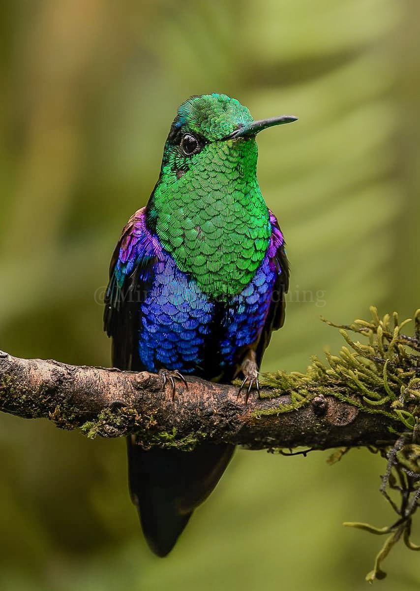 Crowned Woodnymph: The crowned woodnymph or violet-crowned woodnymph, is a species of hummingbird in the “emeralds”, tribe Trochilini of subfamily Trochilinae.