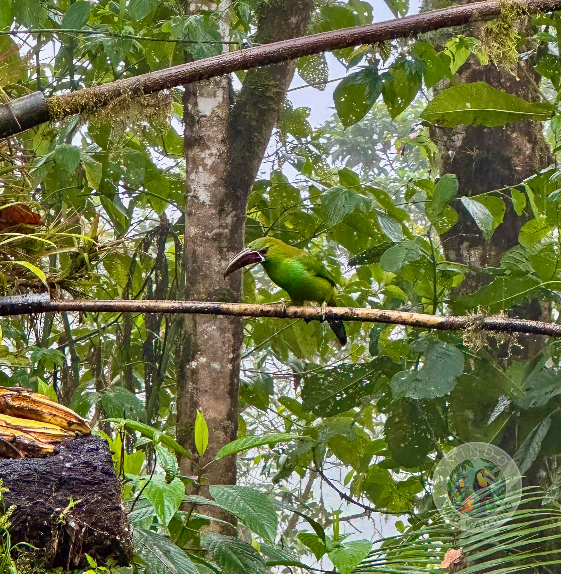The crimson-rumped toucanet is a near-passerine bird in the toucan family Ramphastidae. It is found in Colombia, Ecuador, and Venezuela