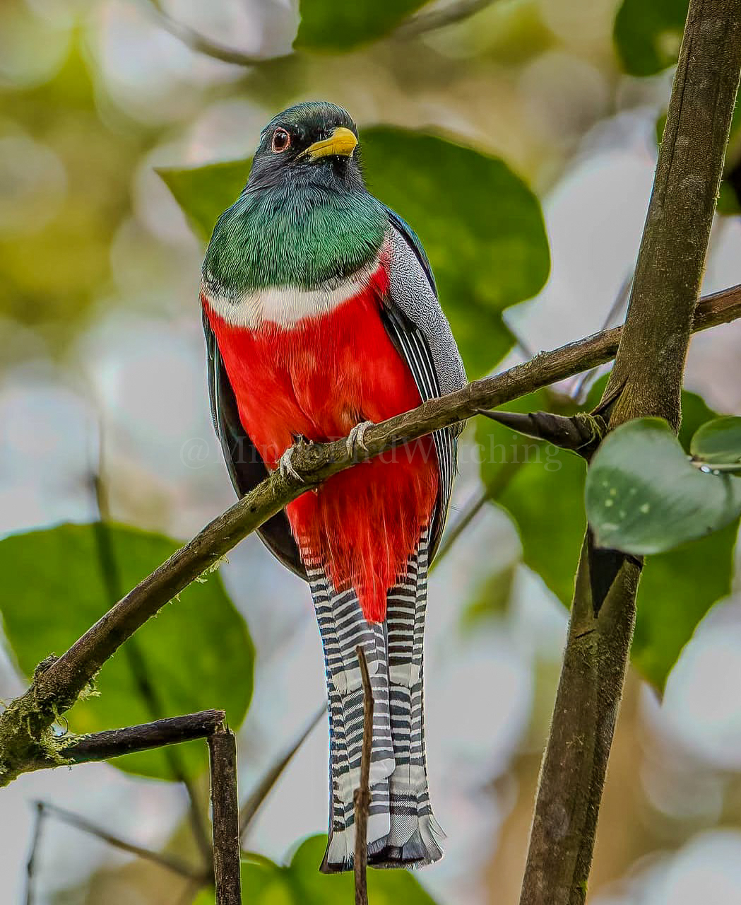 Collared Trogon