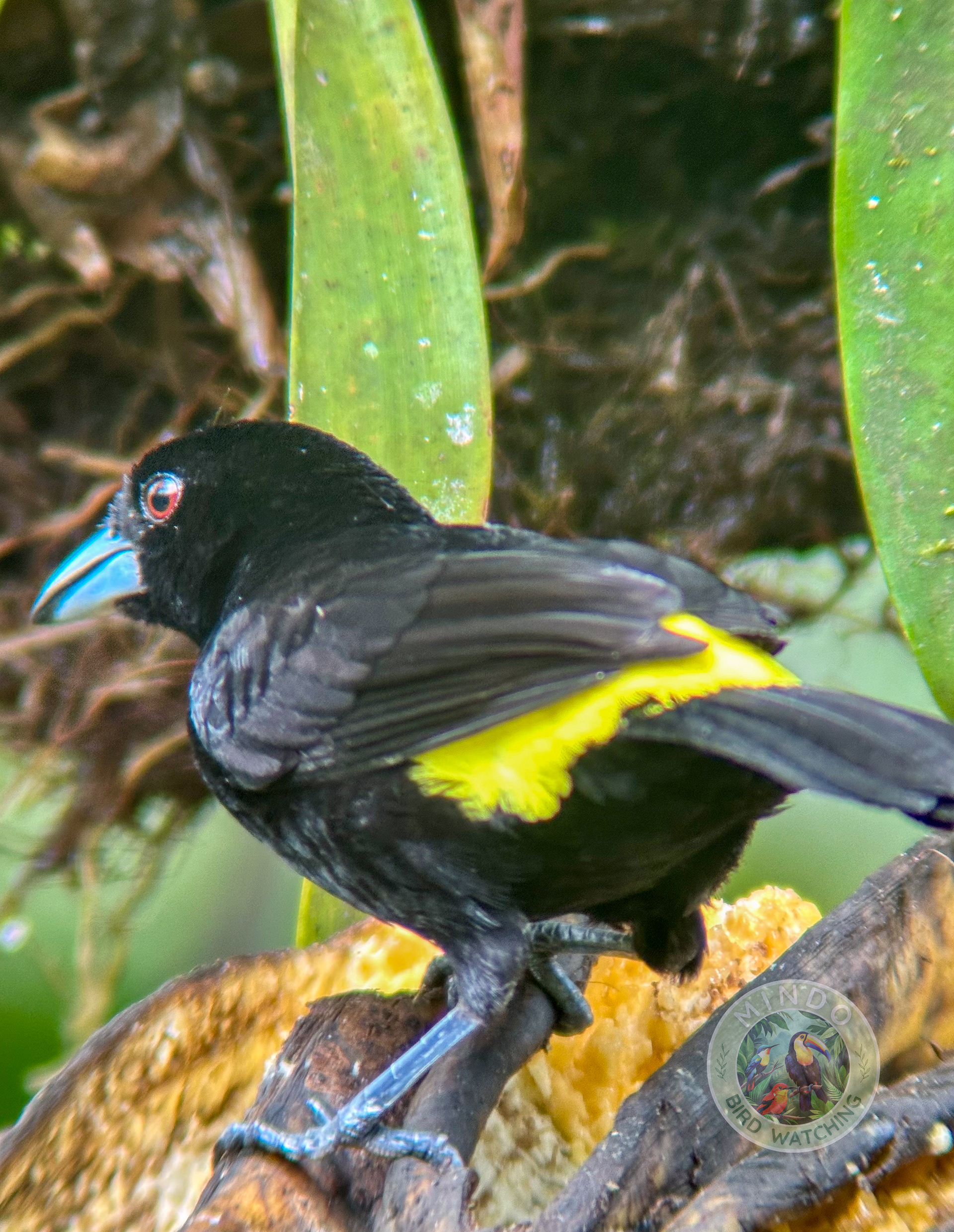 The flame-rumped tanager is a species of bird in the family Thraupidae. It is found in semi-open forest and woodland. The most widespread subspecies, icteronotus, is found in the Tumbes-Chocó-Magdalena in Panama, Colombia, Ecuador and Peru, and is sometimes considered a separate species, the lemon-rumped tanager.