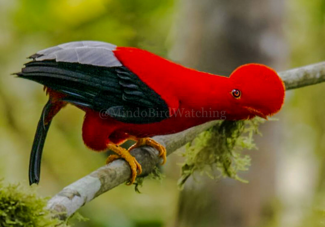 Andean Cock-of-the-Rock: The Andean cock-of-the-rock, also known as tunki, is a large passerine bird of the cotinga family native to Andean cloud forests in South America.