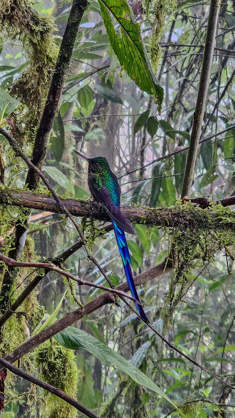Resplendent Quetzal