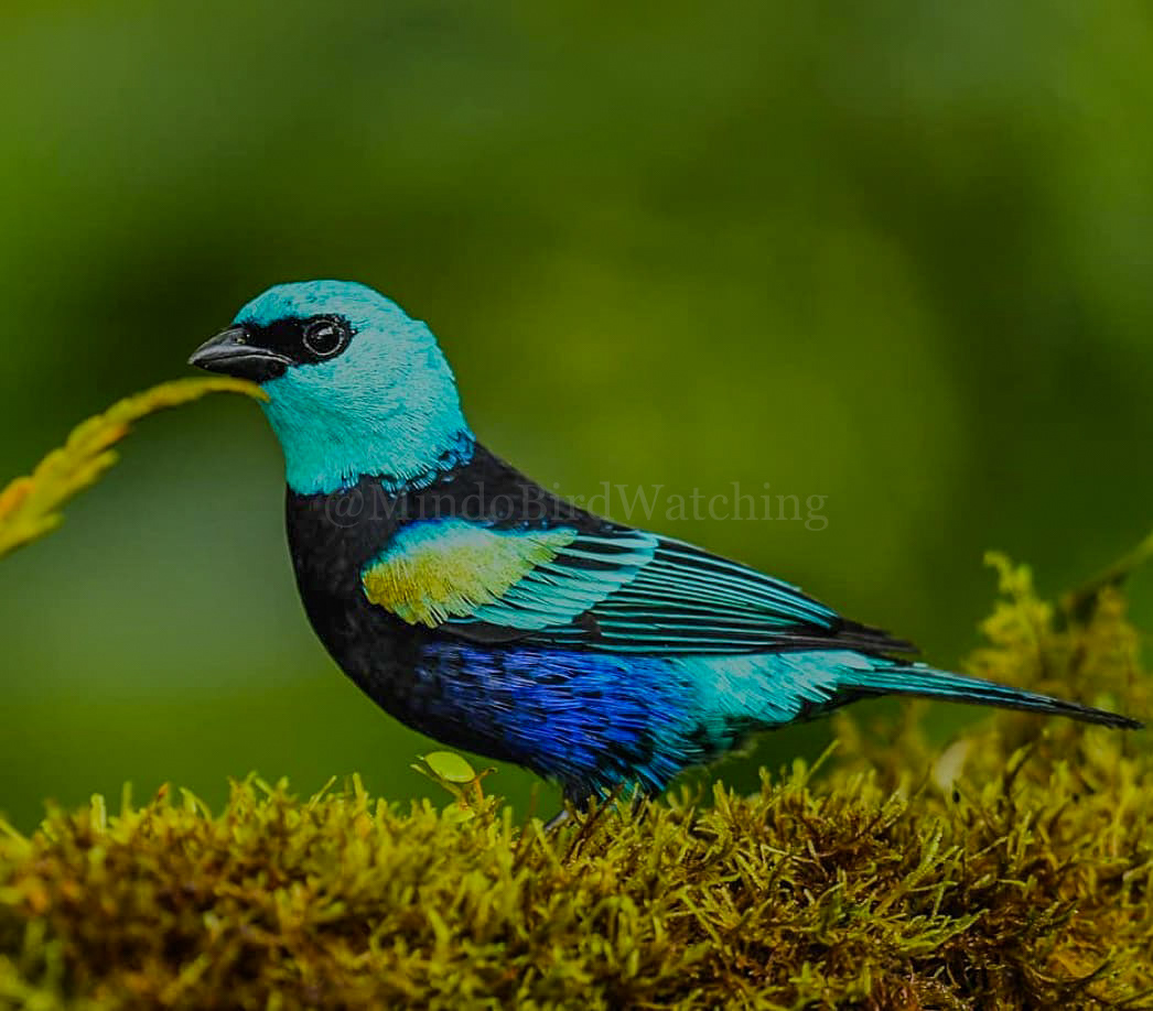 Blue-necked Tanager: The blue-necked tanager is a species of bird in the family Thraupidae. It is found in South America from Colombia to Bolivia.