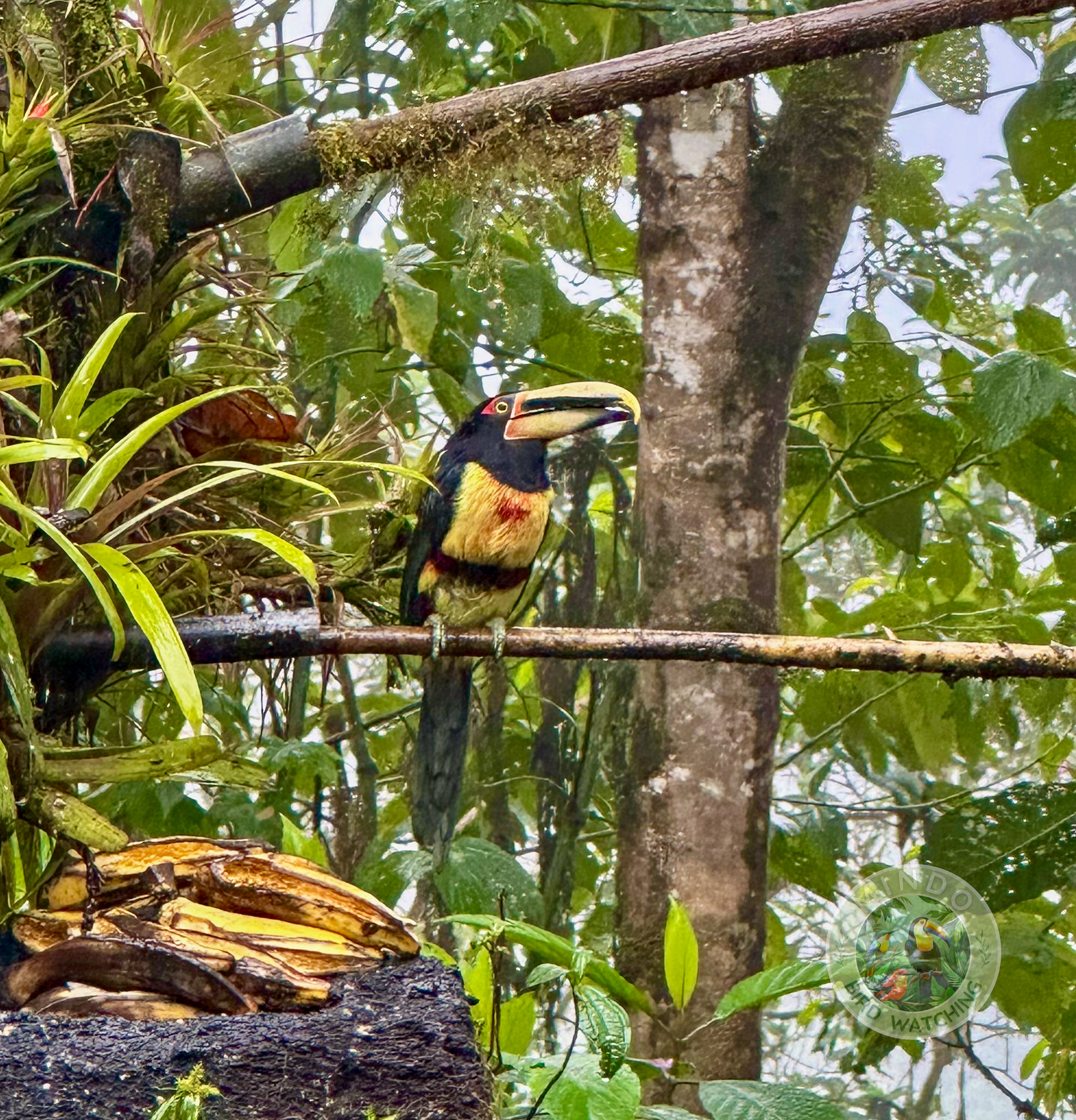 The pale-mandibled aracari or pale-billed araçari is a near-passerine bird in the toucan family Ramphastidae. It is found in Ecuador and Peru.