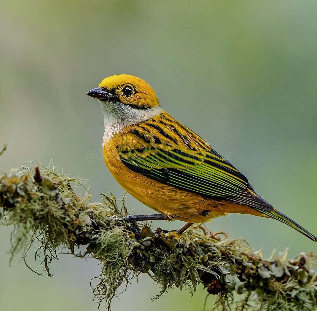 Silver-throated Tanager: The silver-throated tanager is a species of passerine bird in the tanager family Thraupidae.