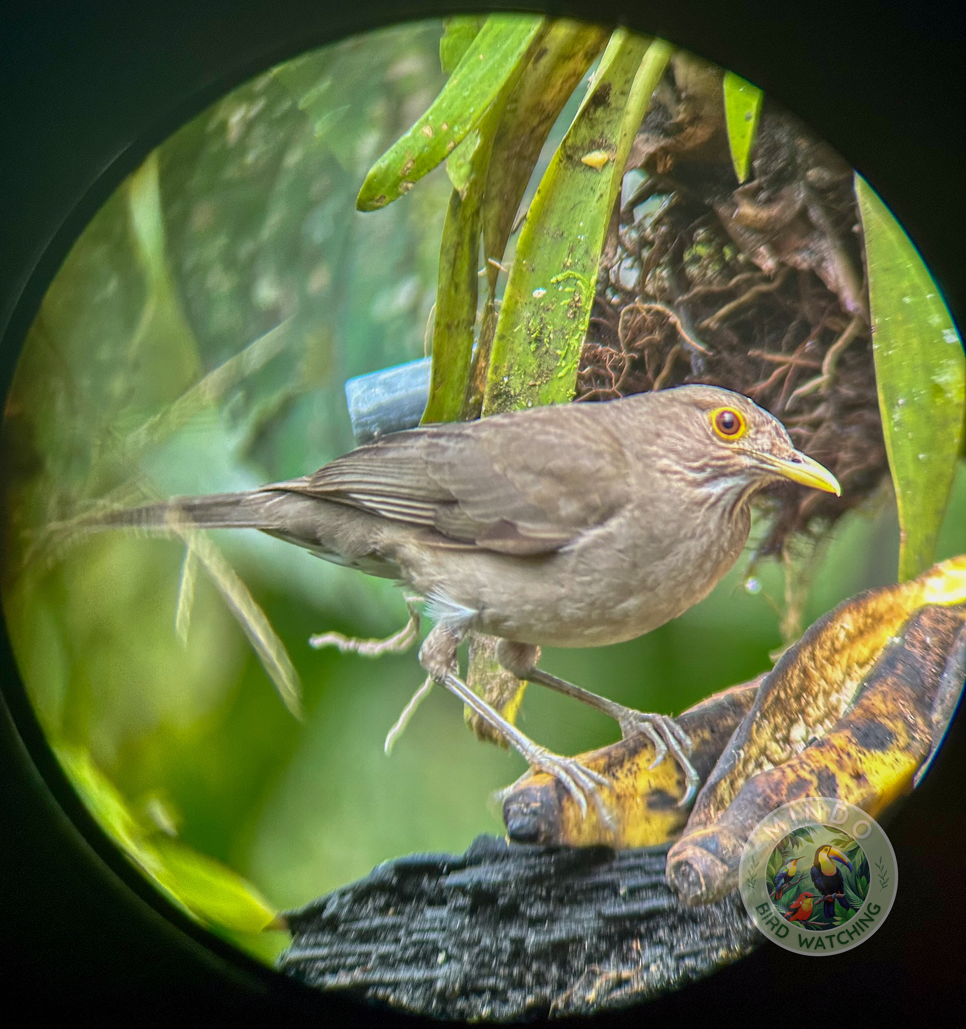 The bare-eyed thrush is a species of bird in the family Turdidae. It is found in Ethiopia, Kenya, Somalia, and Tanzania. Its natural habitats are dry savanna and subtropical or tropical dry shrubland. It breeds during the rainy season.