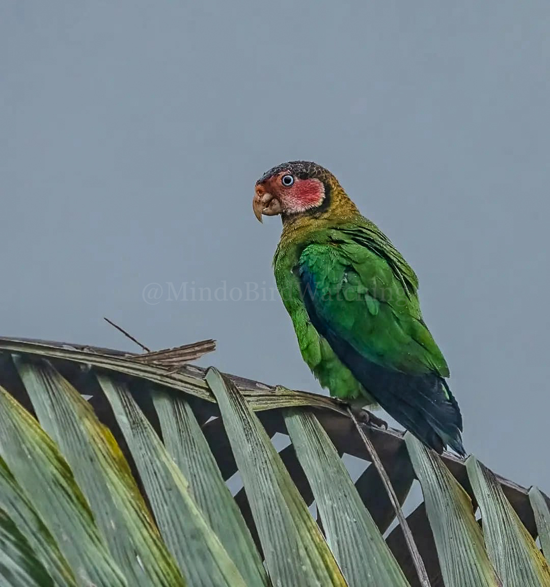 Parrot