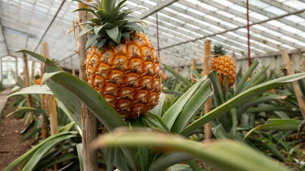 Ananás dos Açores