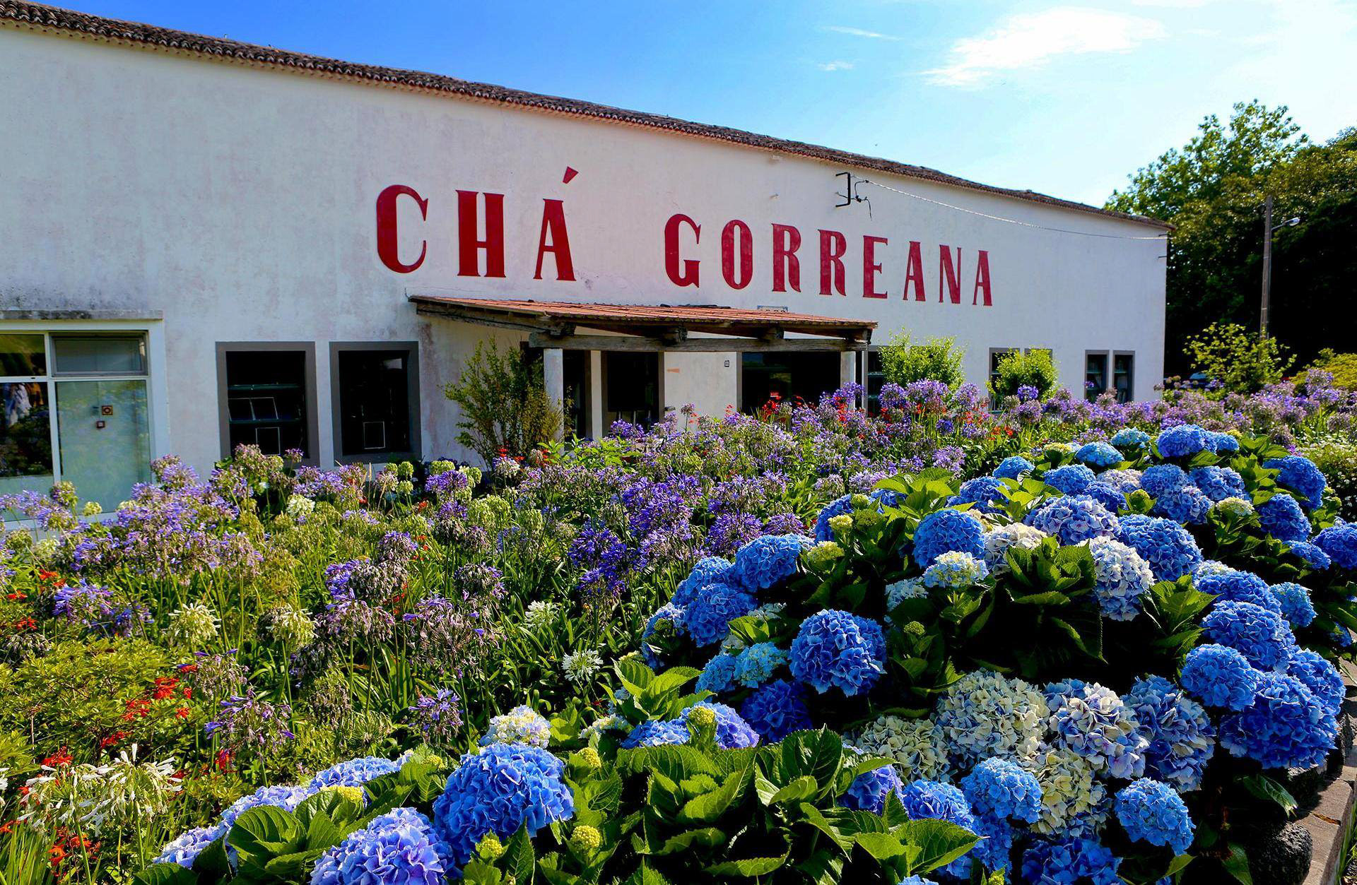 Chá dos Açores (Gorreana)