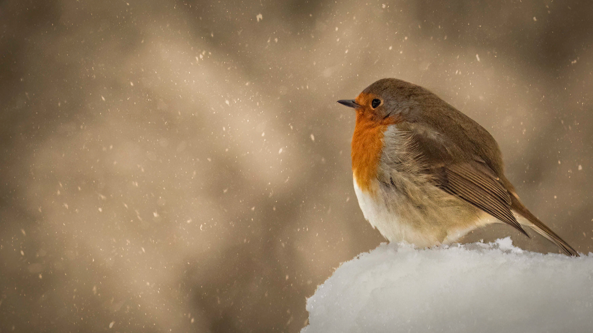 Falling Snow