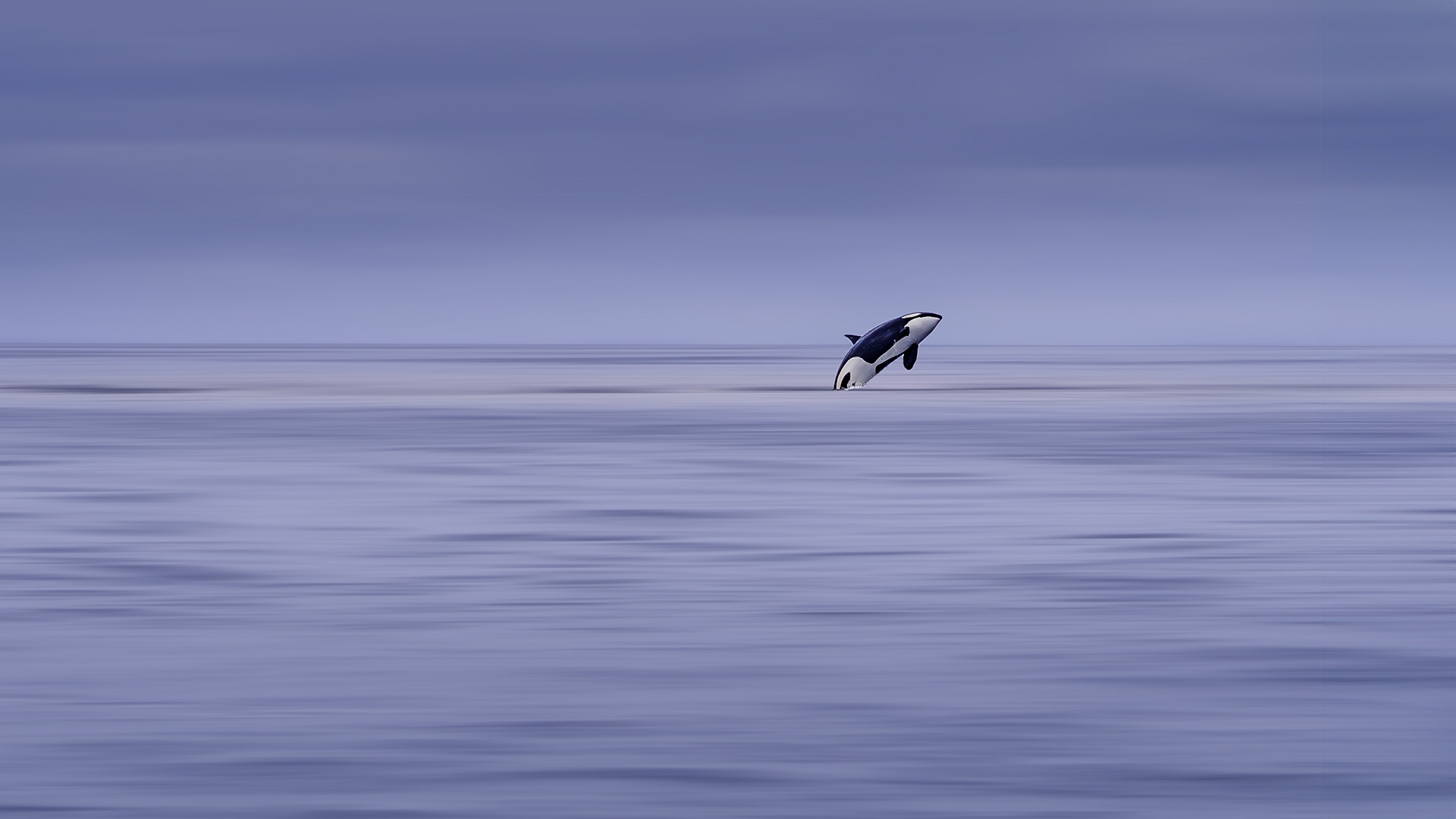 A Single Wild Moment