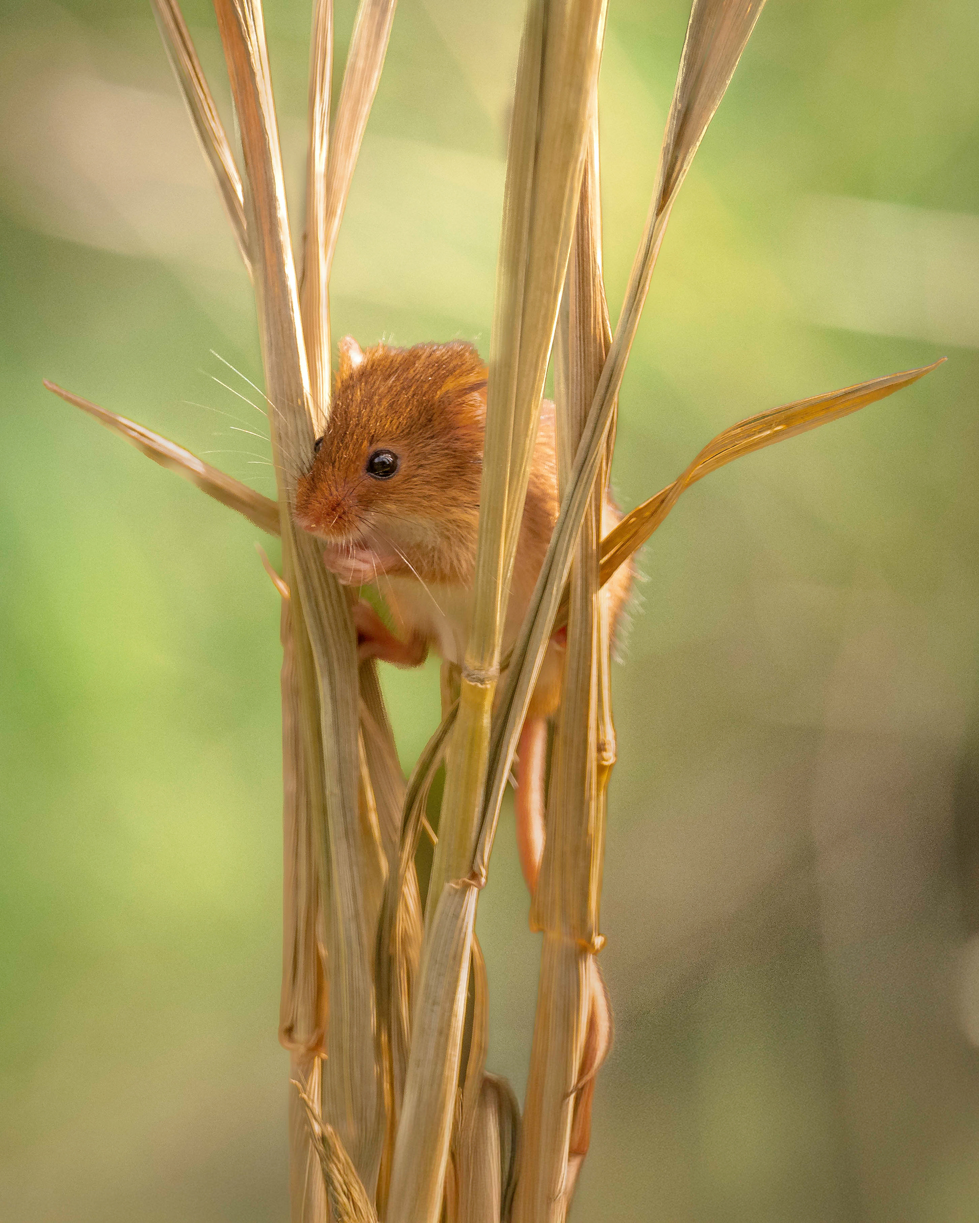 Hidden in the Reeds