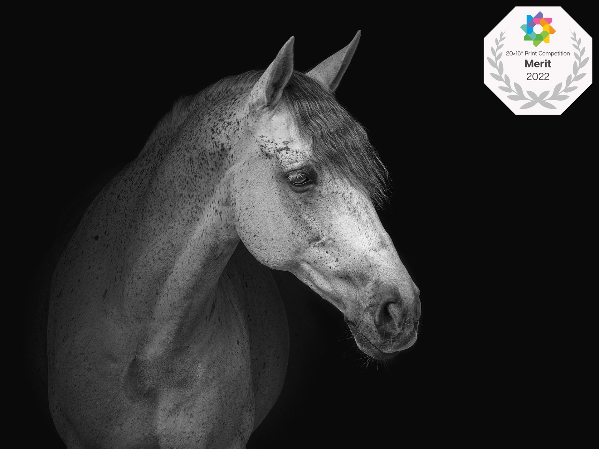 An International Merit for horse portrait Spanish Boy