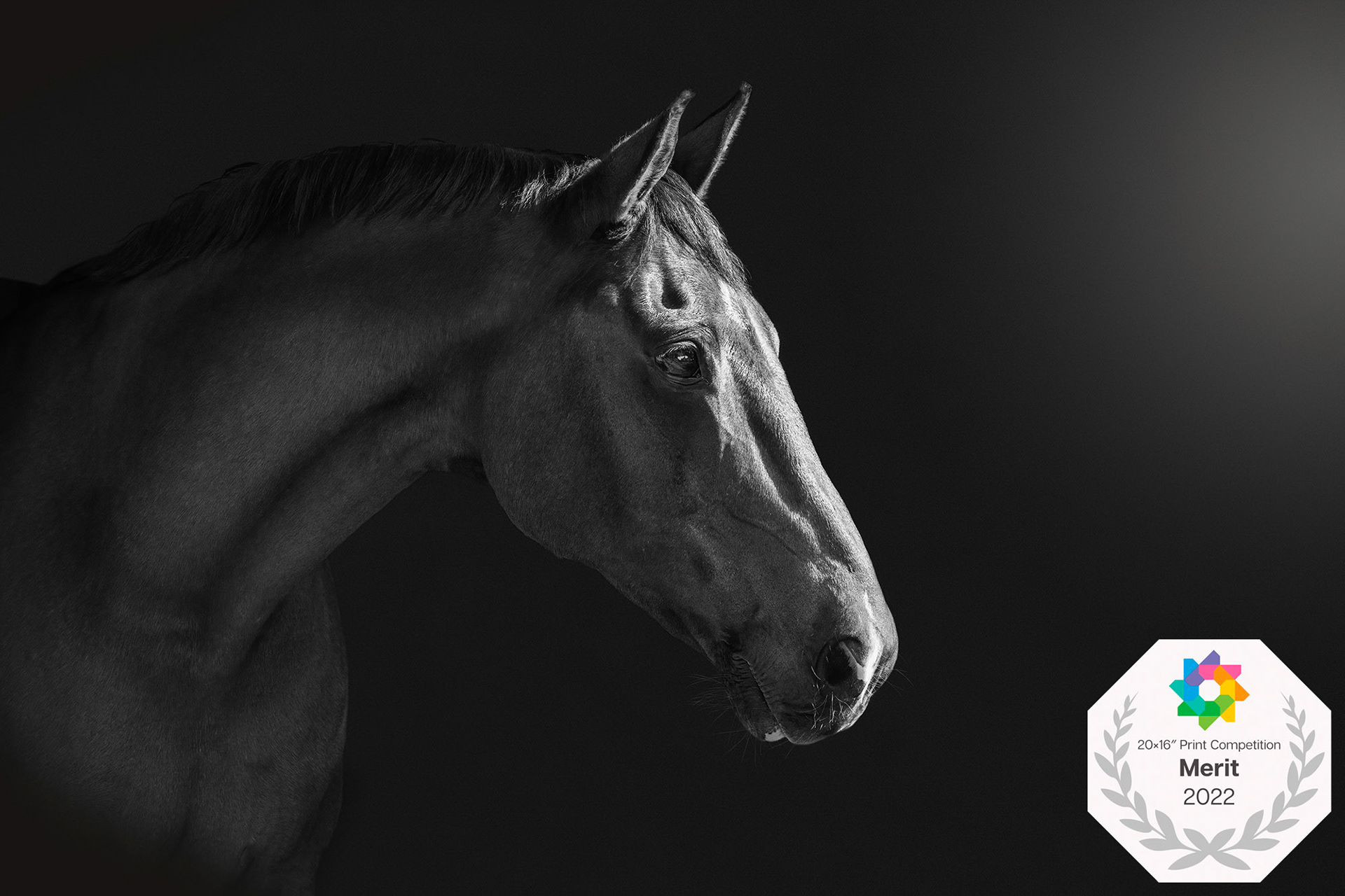 An International Merit for black background portrait Morning Light