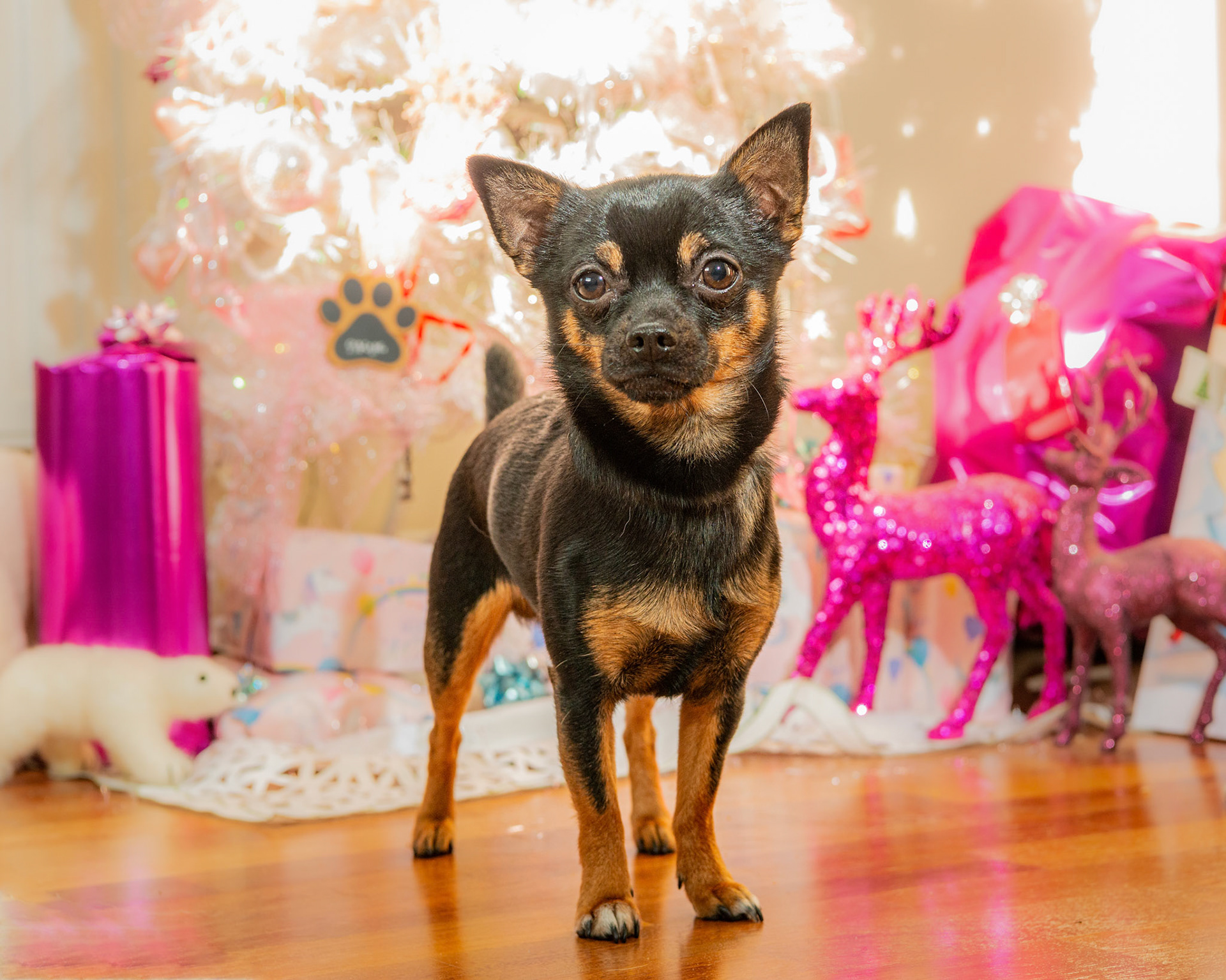 Home photo session for a little dog